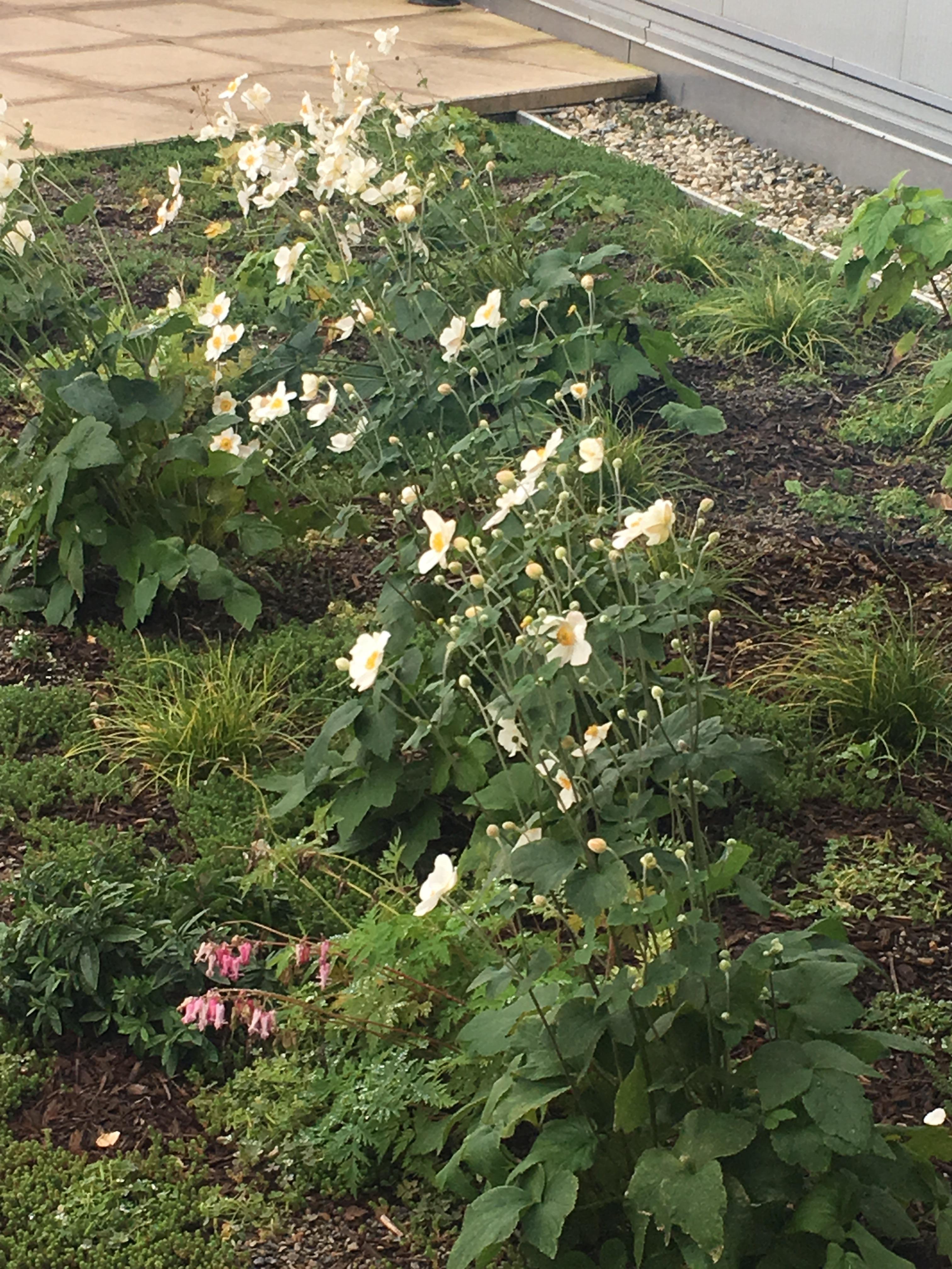 Fall blooming perennial in Hartford CT today, zone 5. Any ideas? r