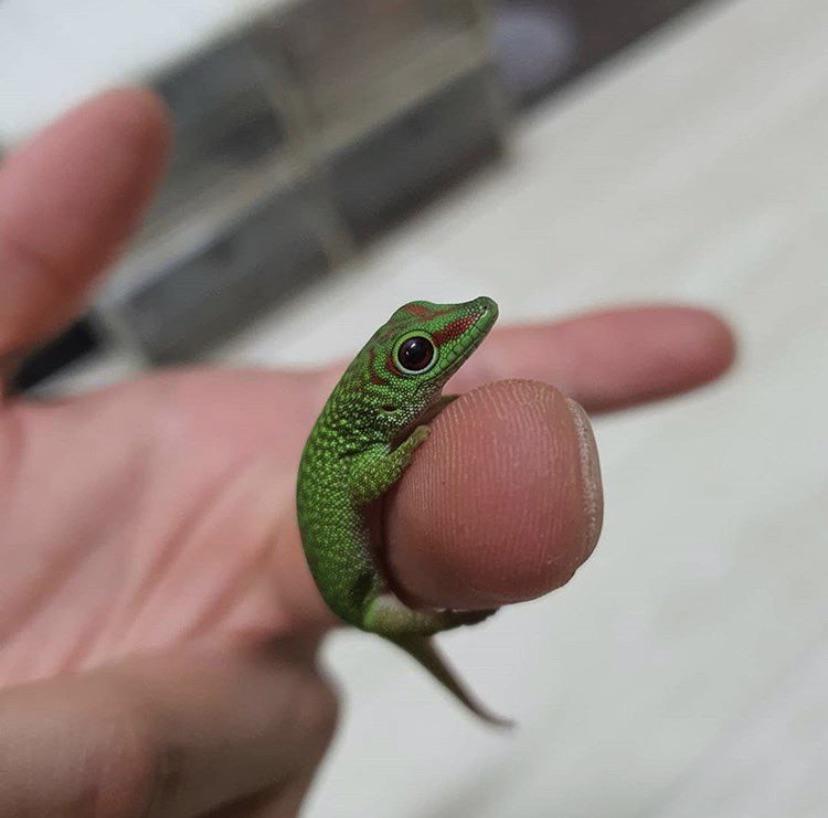 Baby giant day gecko tinyanimalsonfingers