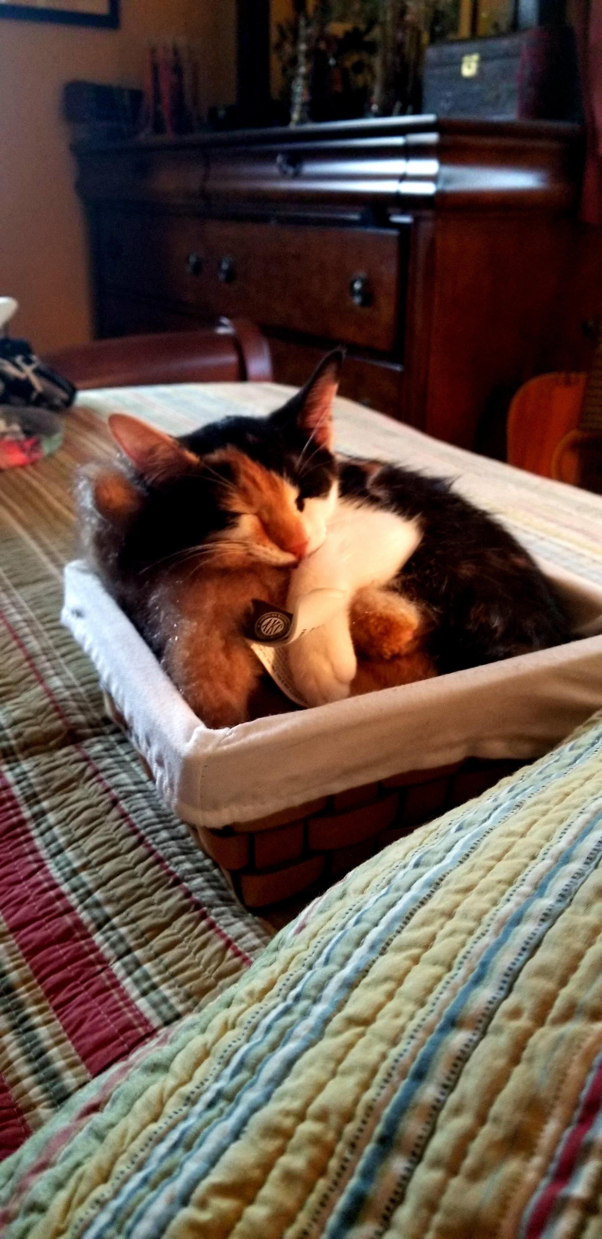 We just rescued this sweet girl...reddit meet mobo! r/Eyebleach