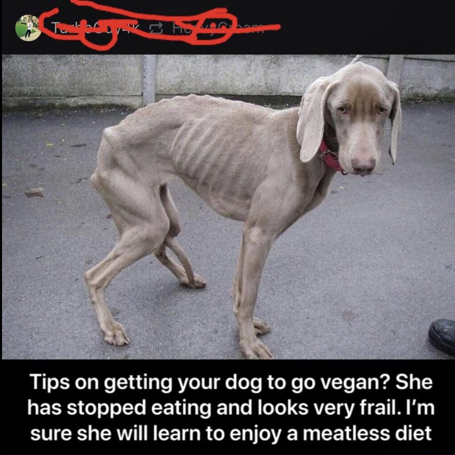 Is It Ok To Make Your Dog Vegan