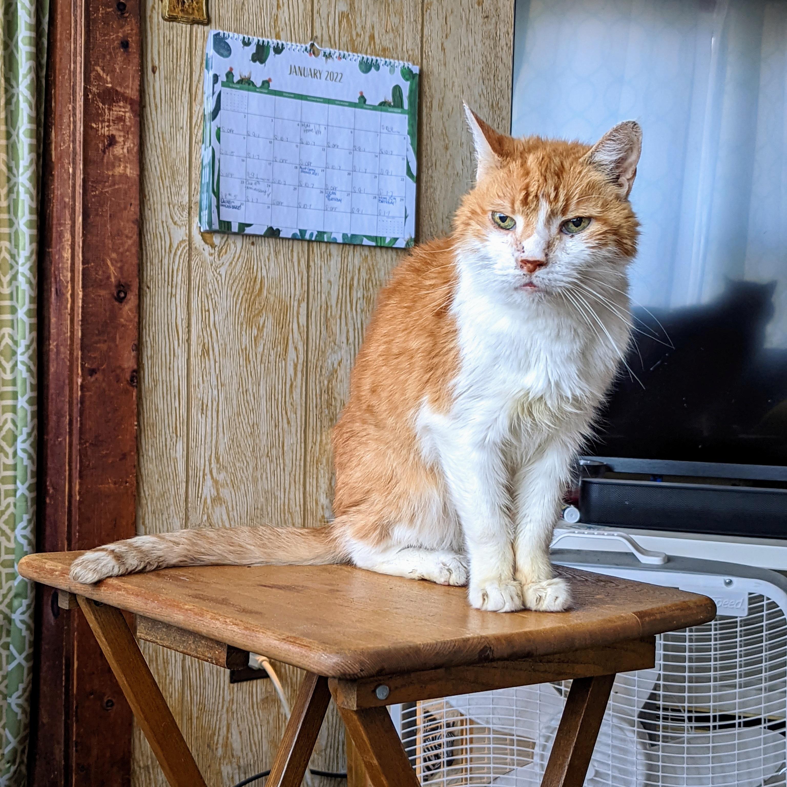 Mr. Lucky. The best senior foster cat there ever was. 22 looking good today. r/Eyebleach