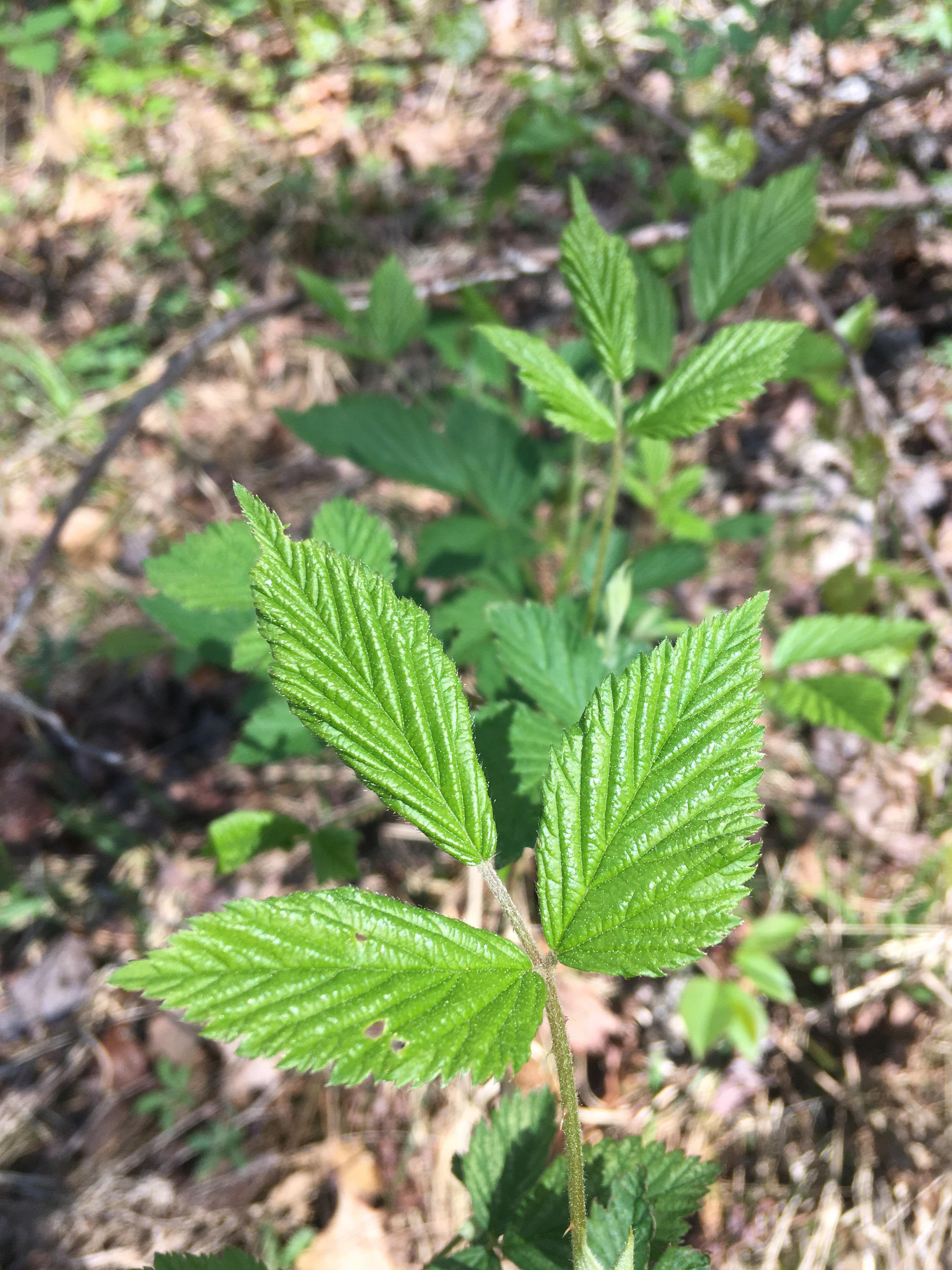 on a thorny vine. arkansas forest. spring. what is it? r/foraging