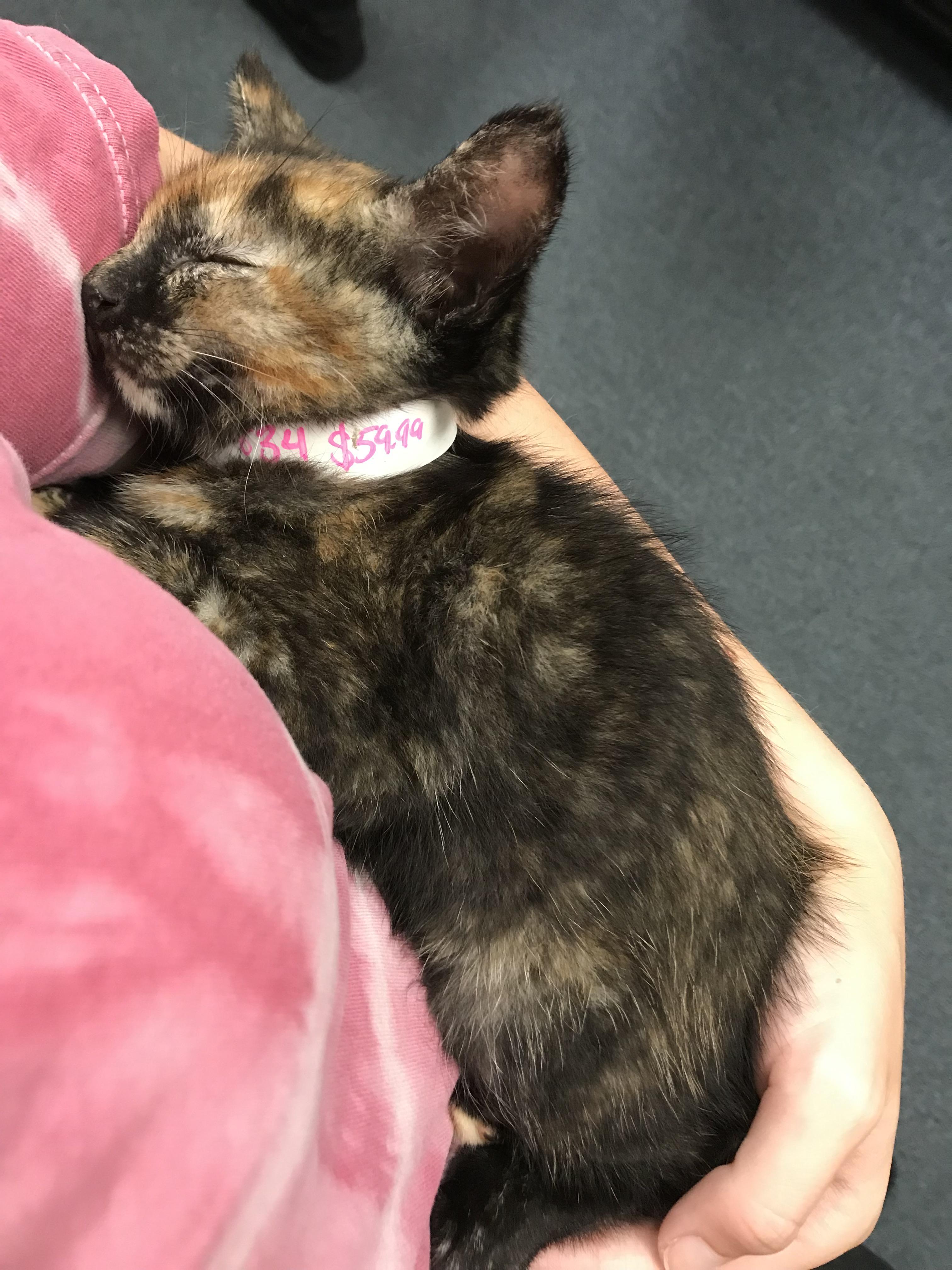 On Friday nights I go play with the rescue kittens that are for sale at