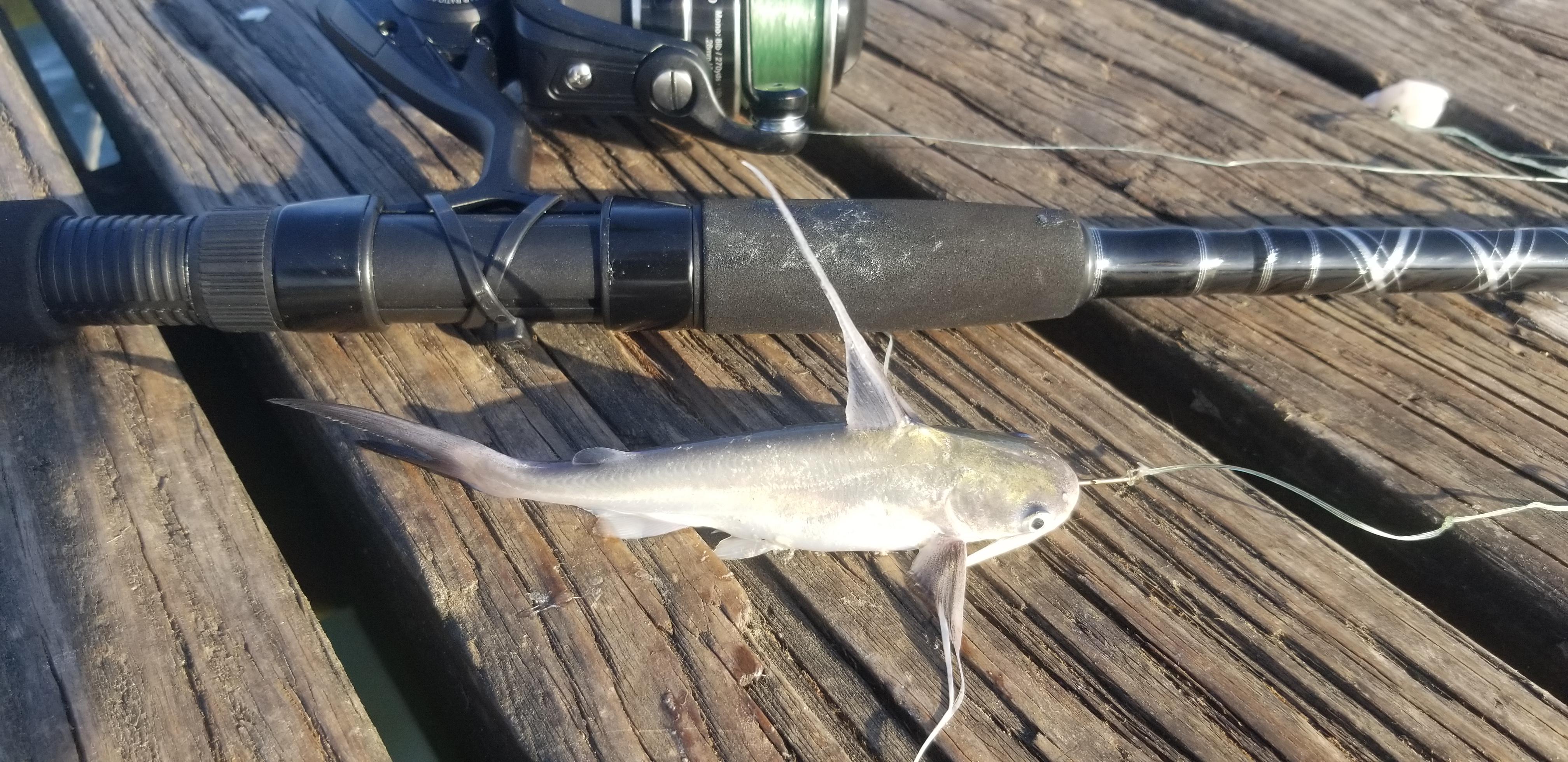 Gafftopsail Catfish