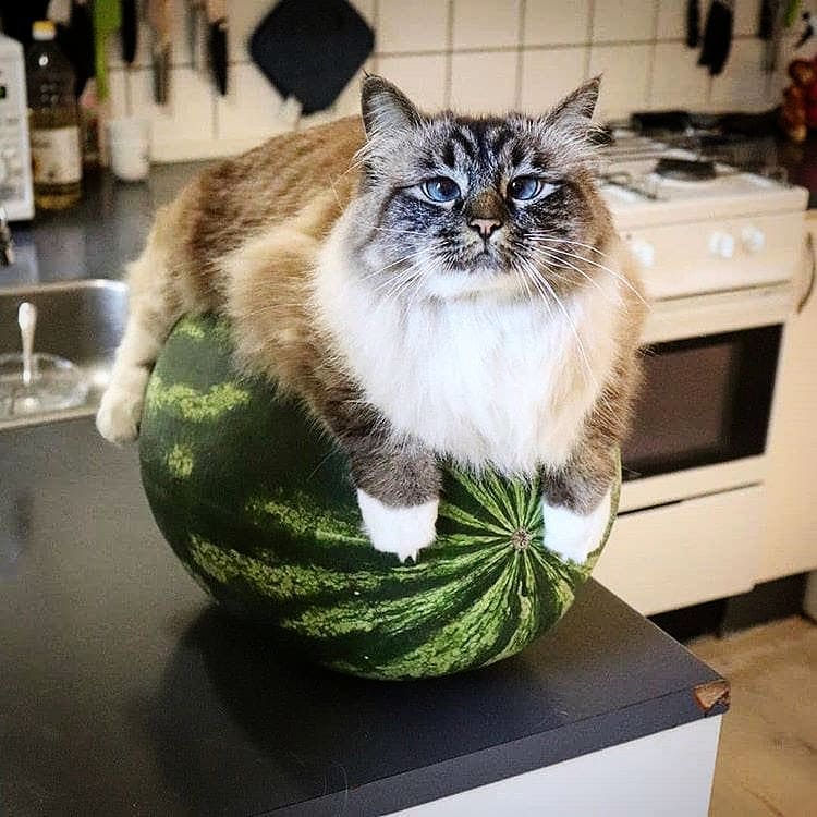 This cat on a watermelon r/aww