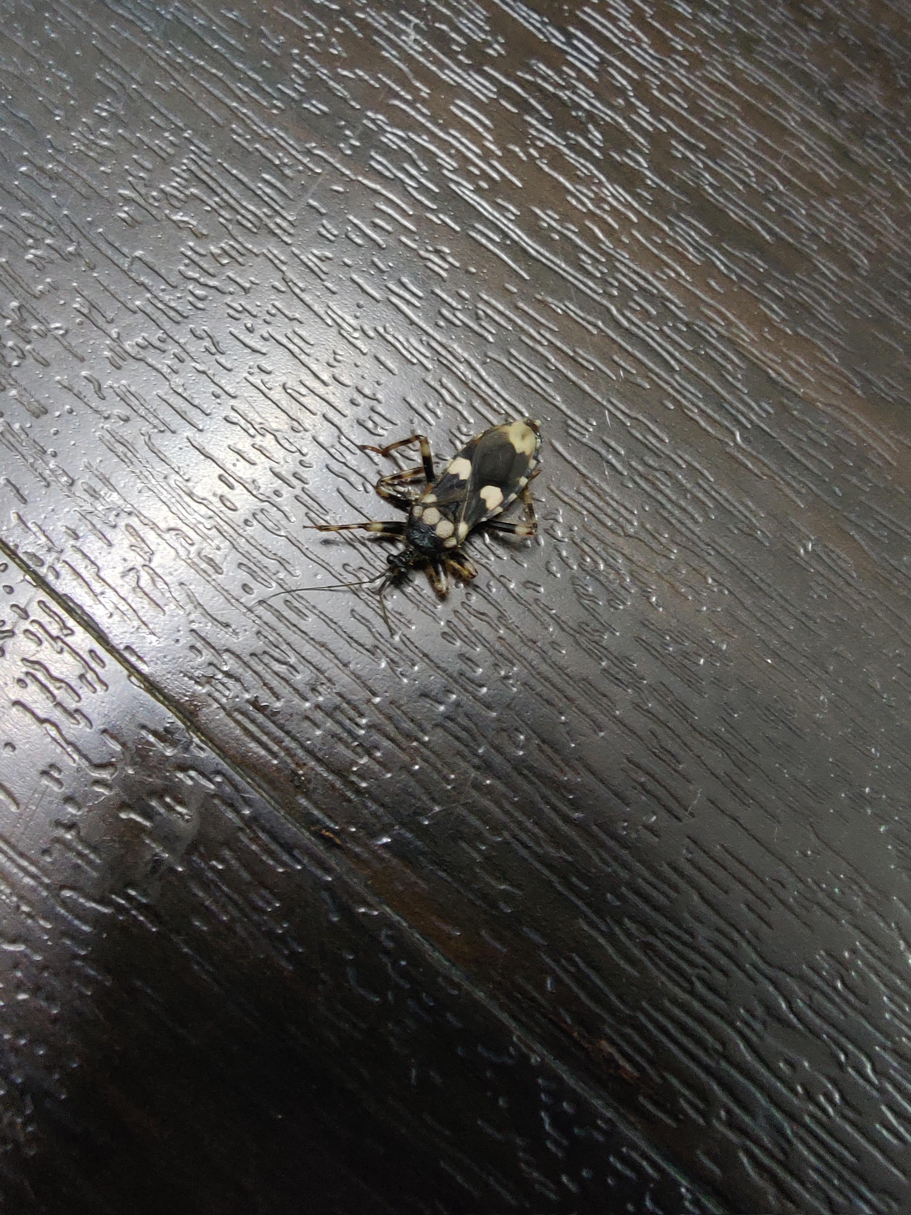 Insect Bite! Anyone know what this is and should I be worried? r/insects