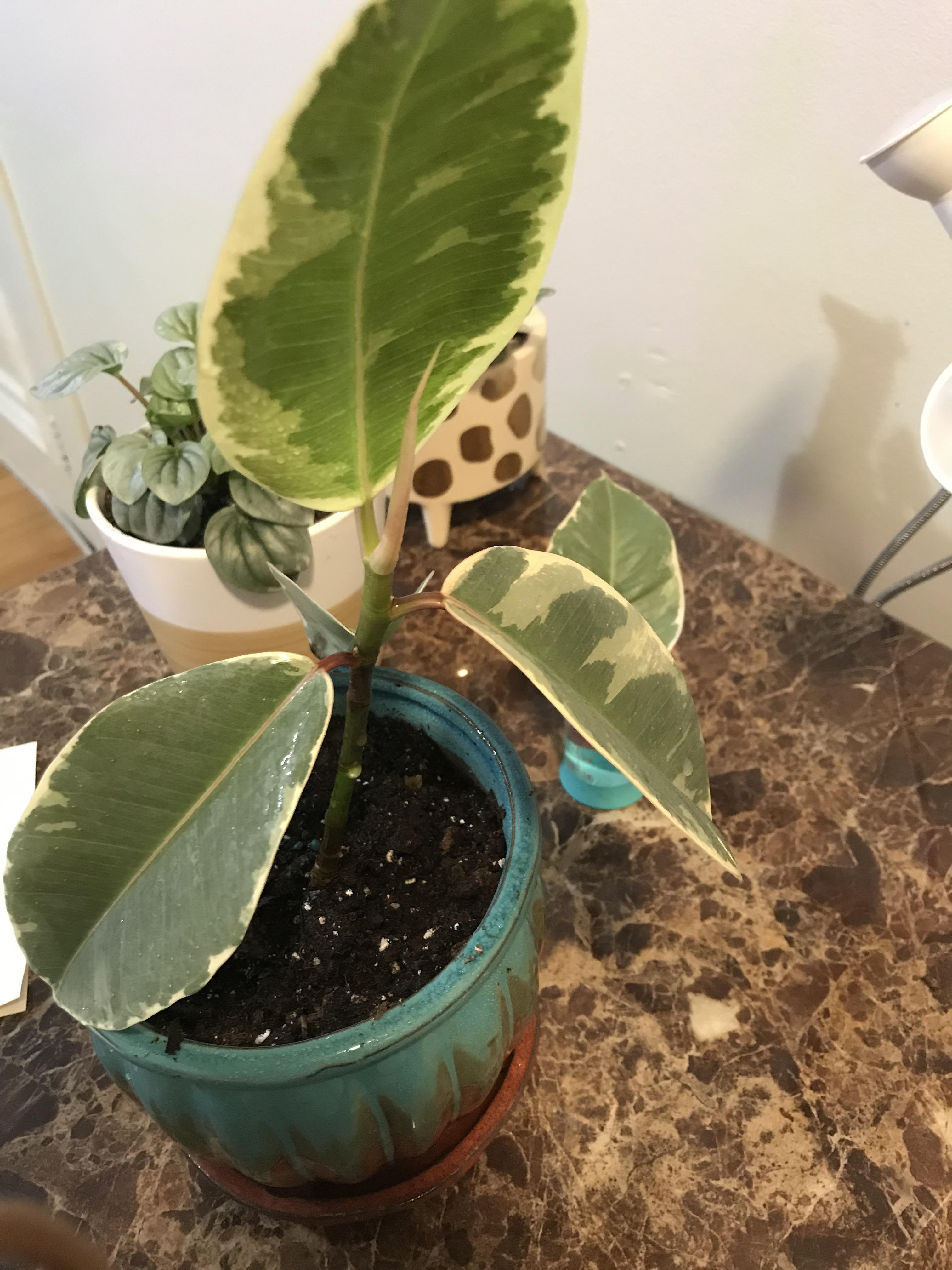 Why is my ficus dropping?? r/houseplants