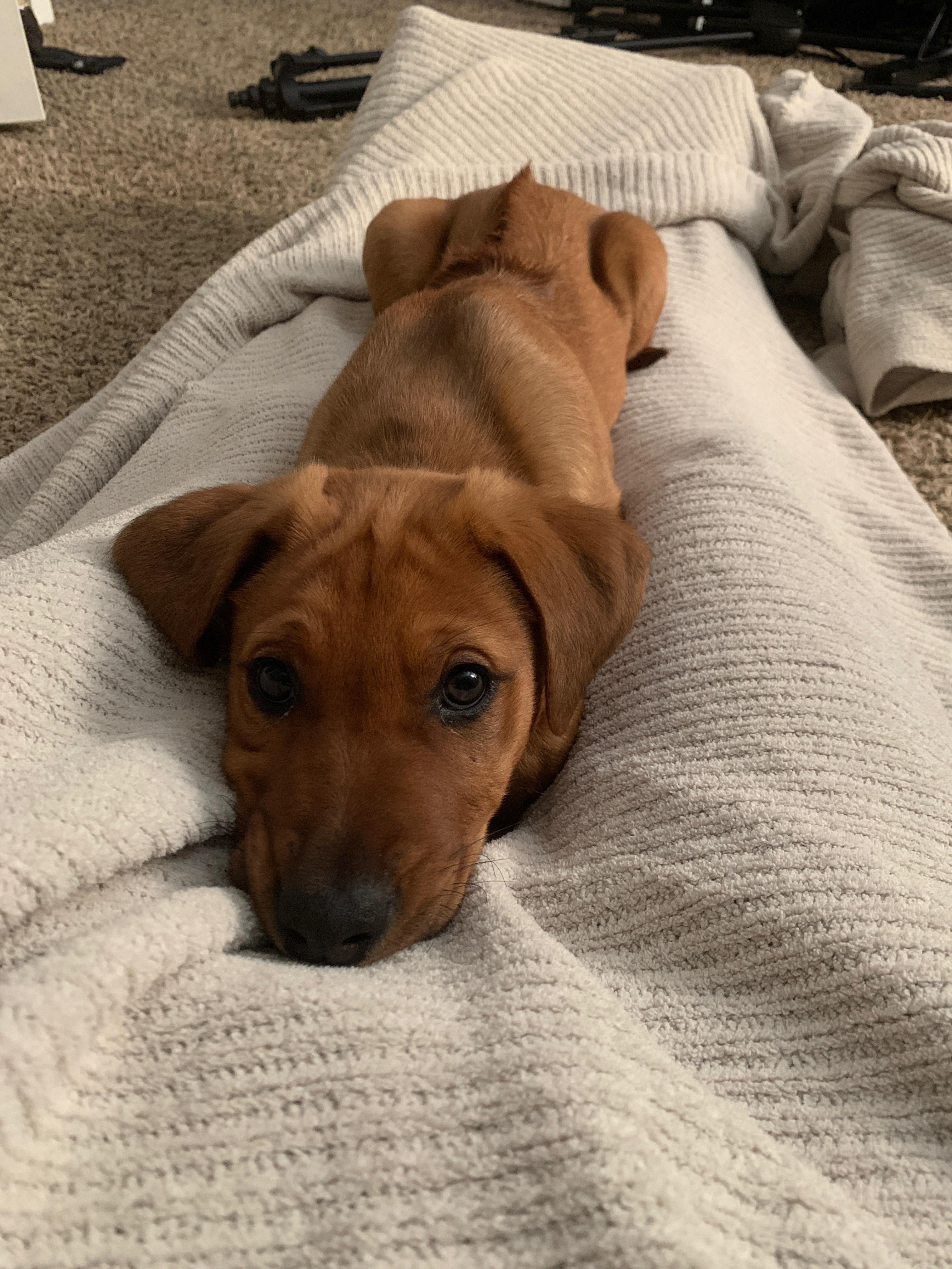 I’m a new mom to a Ridgeback/Australian shepherd mix. He’s 11 weeks old