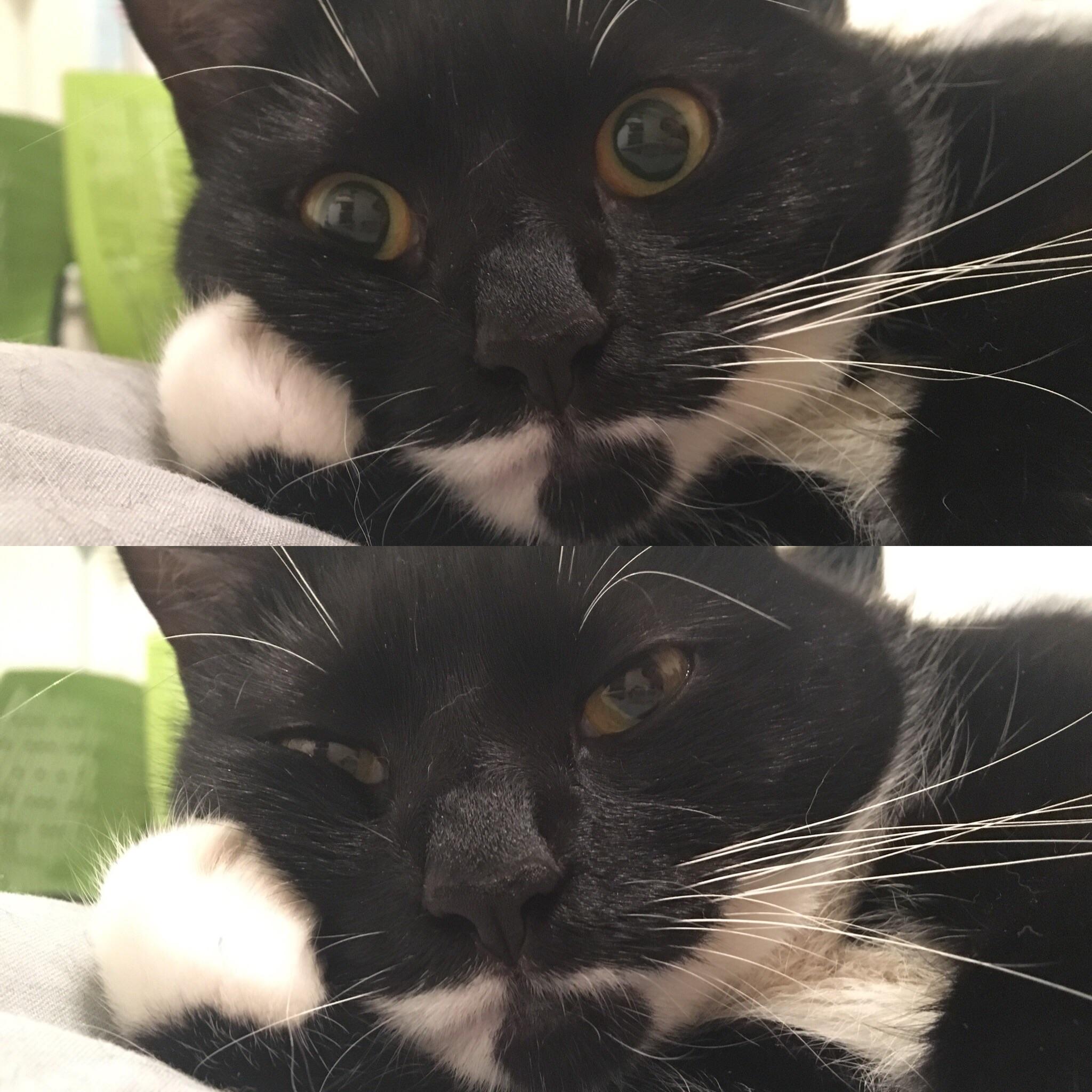 What my cat thinks of reddit r/cats