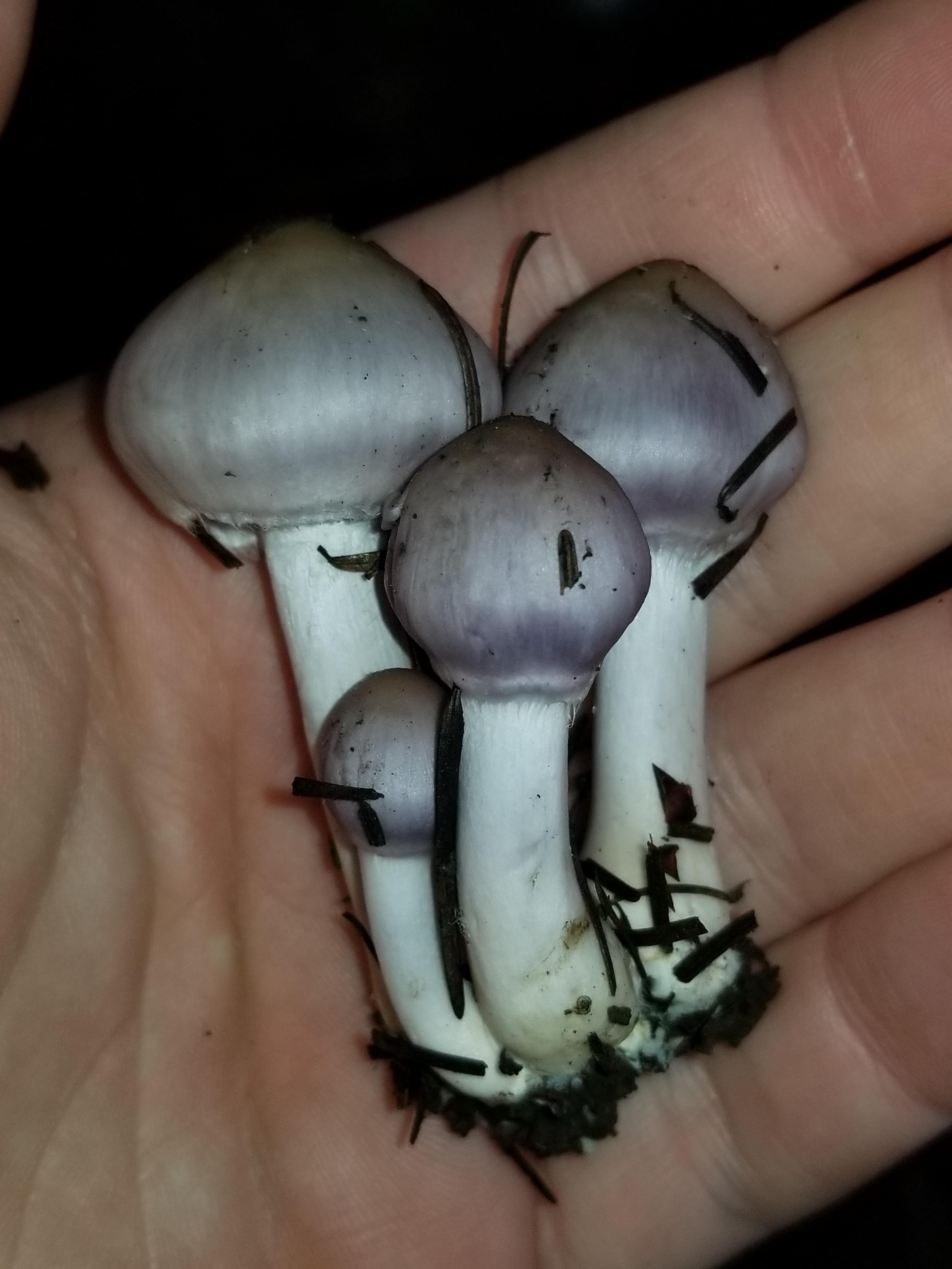 [Oregon] These mushrooms that look like they belong on the top of a