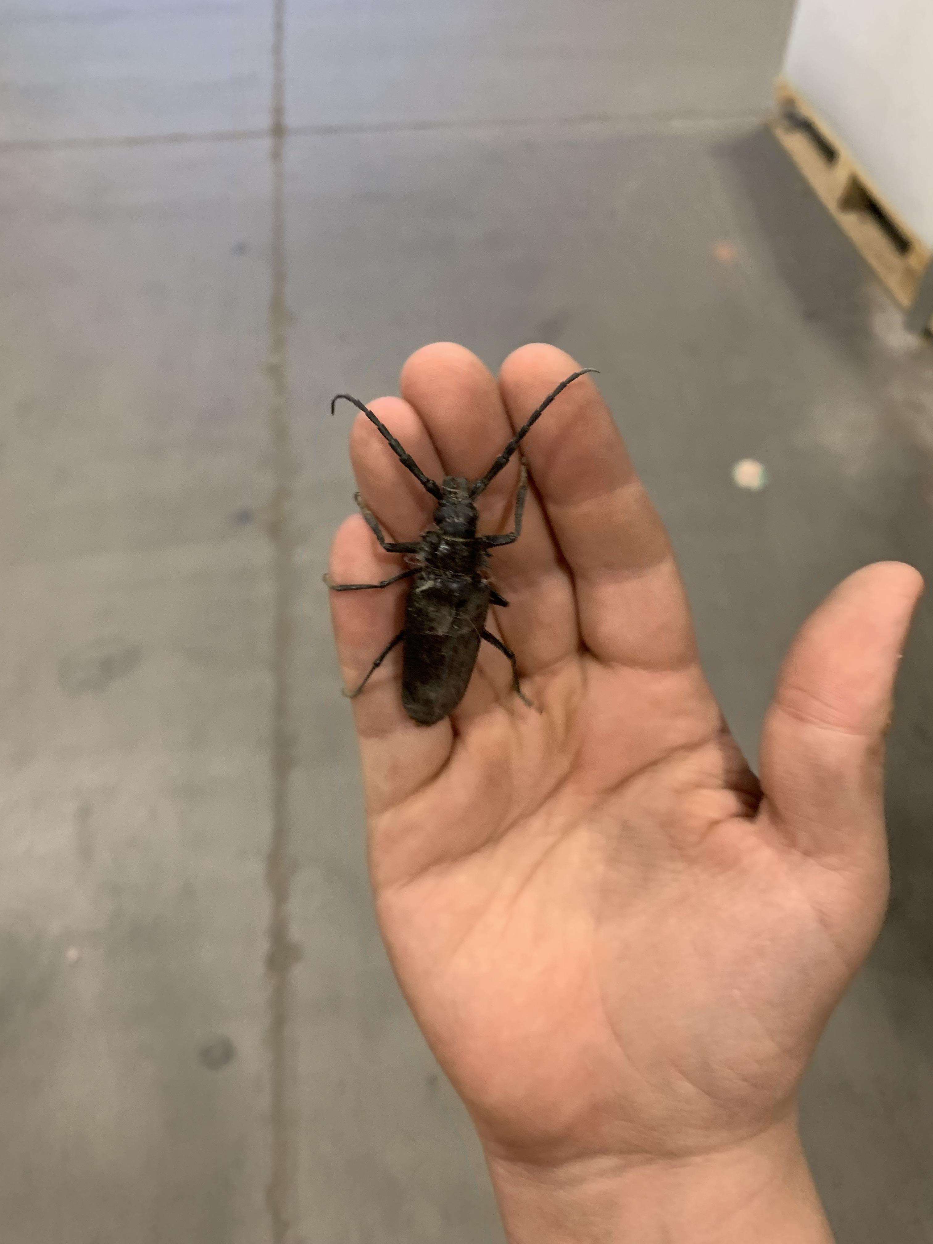 Palo verde beetle!! Saved him from getting squished by a cart today r