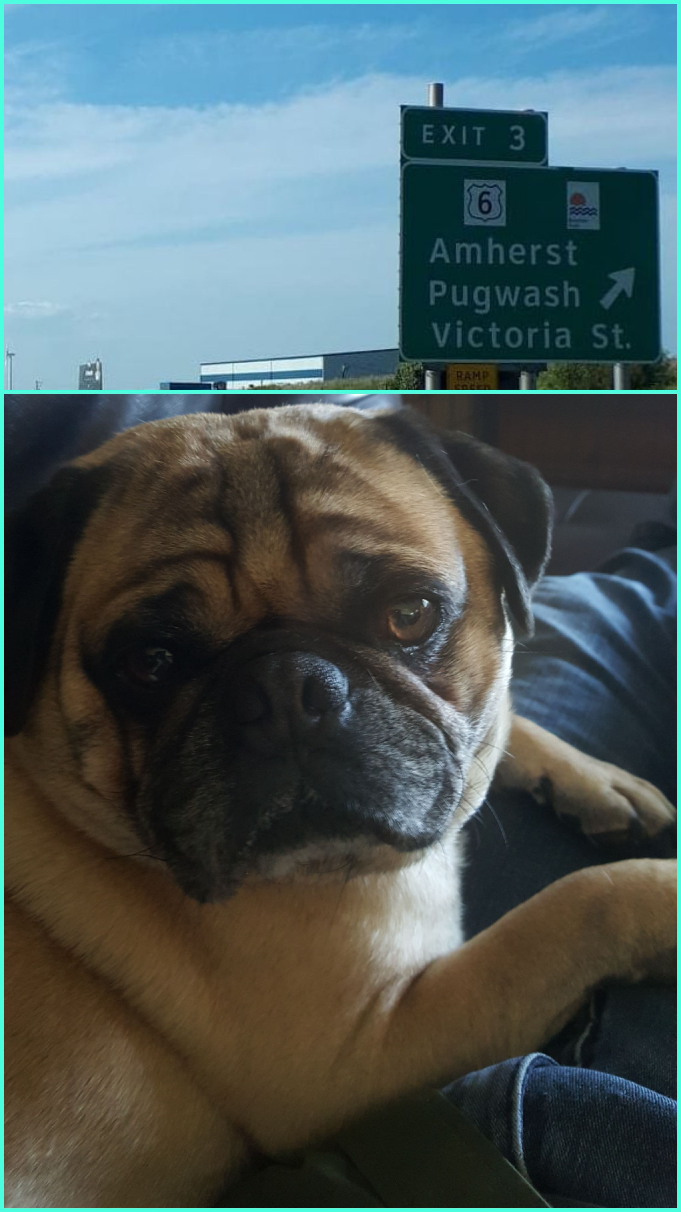 Pugwash? r/pugs