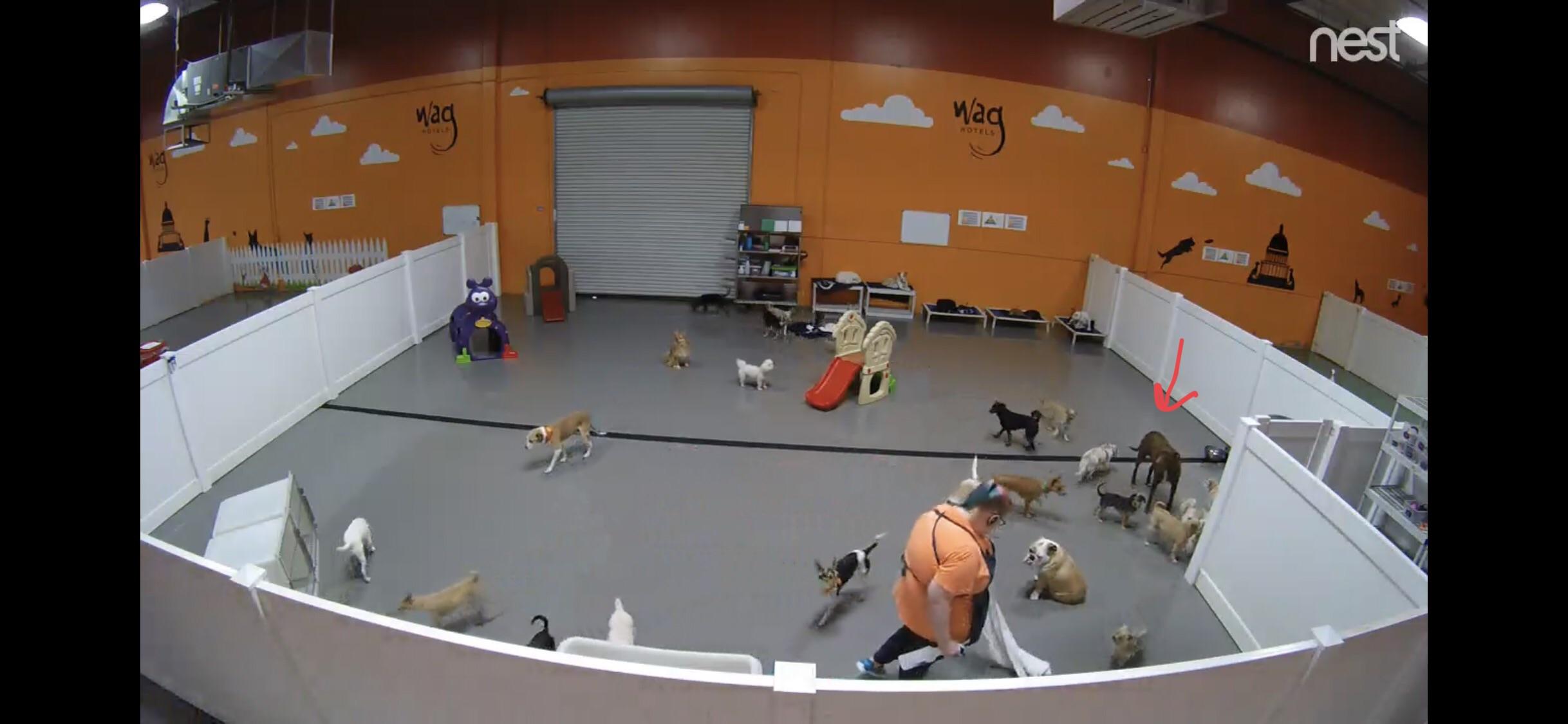 Couldn’t find my nervous +100lb dog on the large dog webcam, checked