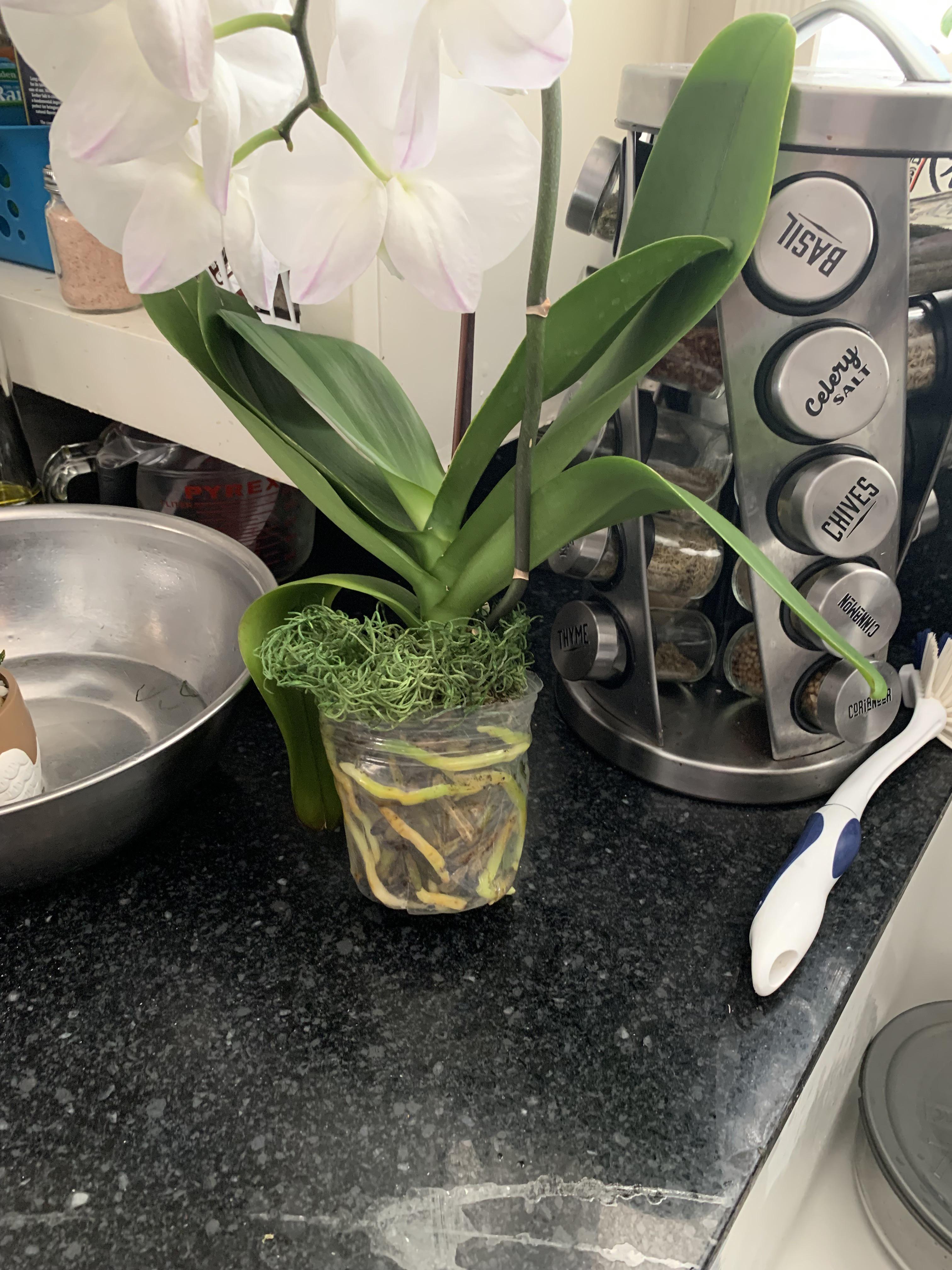 Should I remove the plastic “pot” around this orchid? r/houseplants