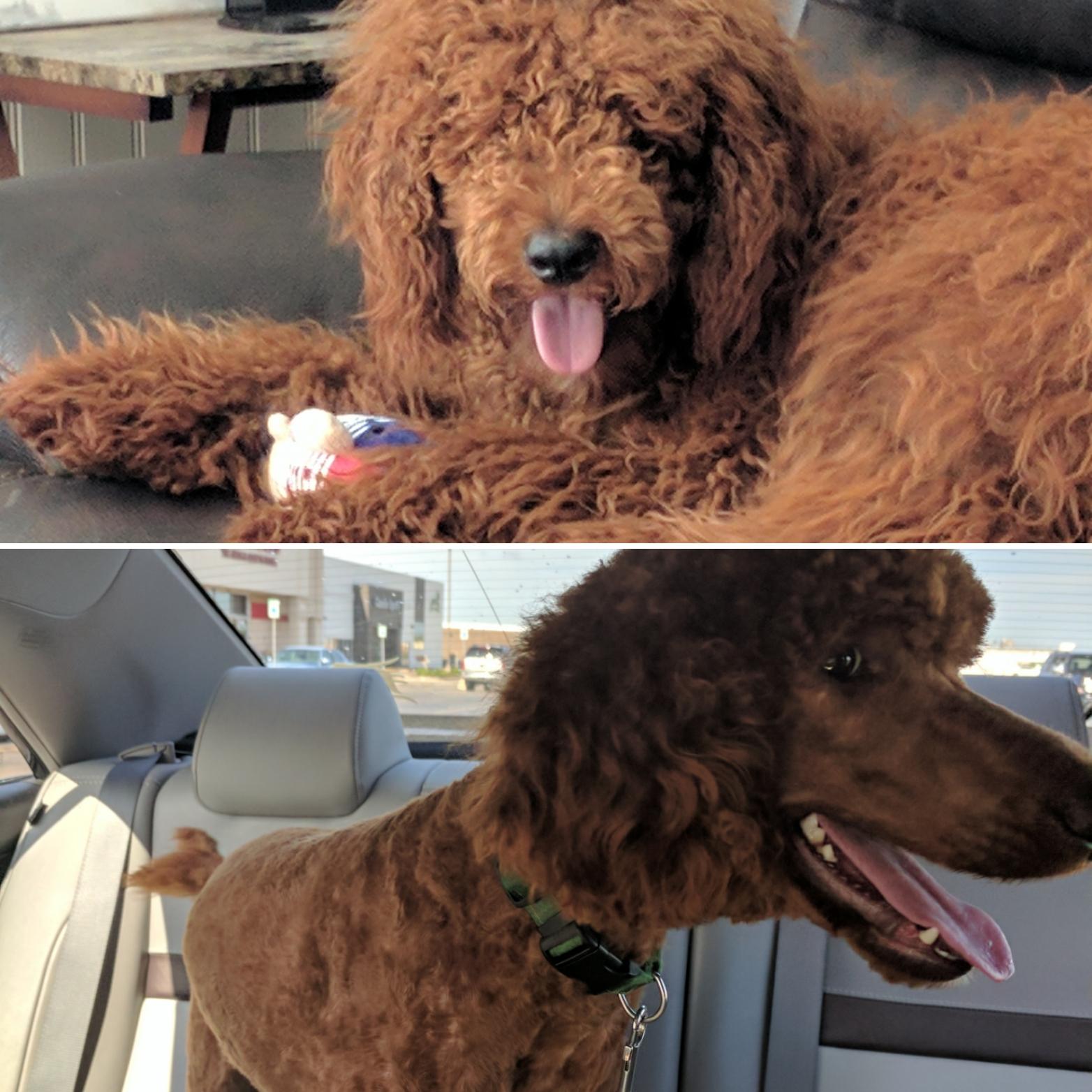 I got my dog a haircut and can't believe she's the same pup r/aww