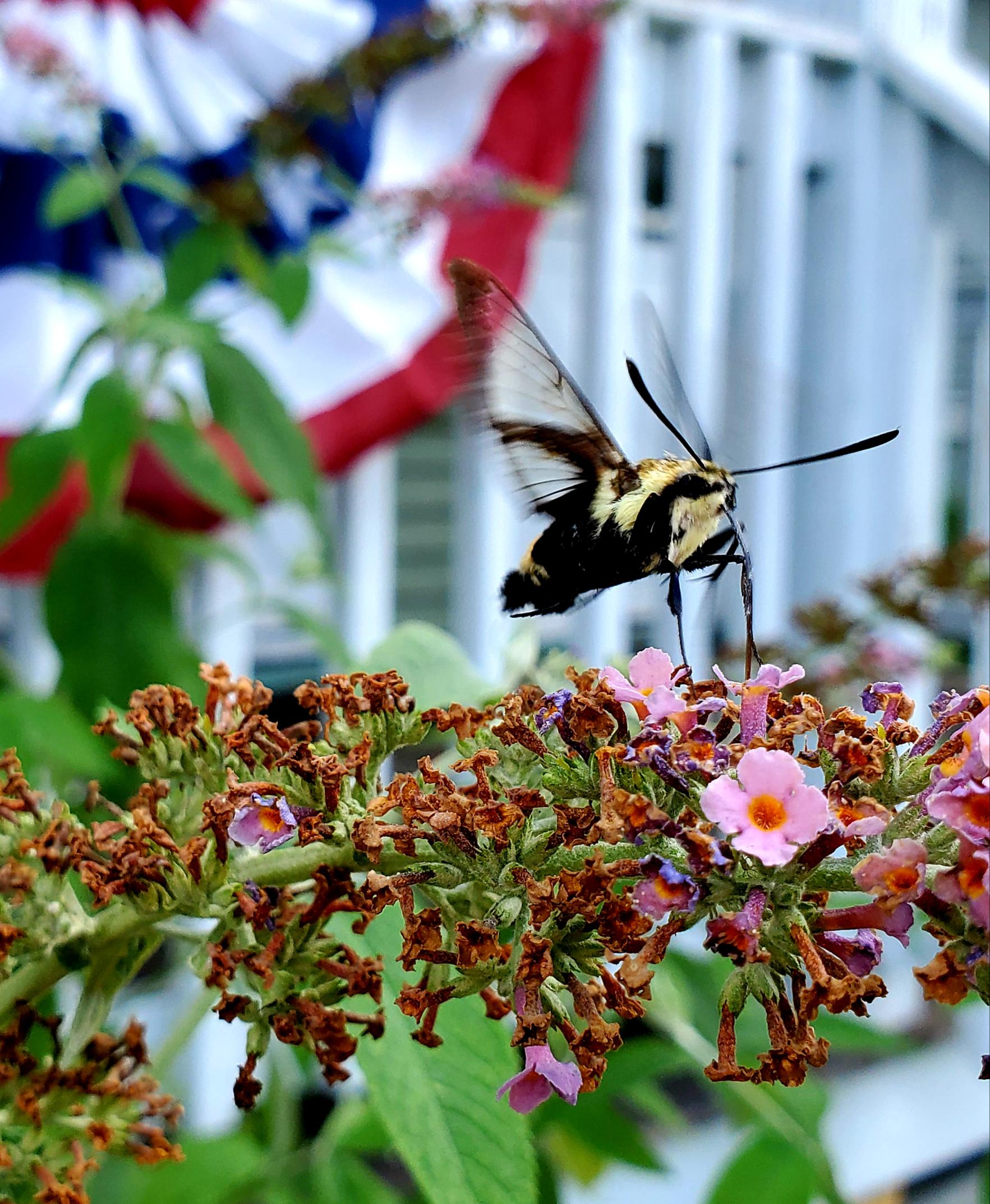 Hummingbird Moth r/insects