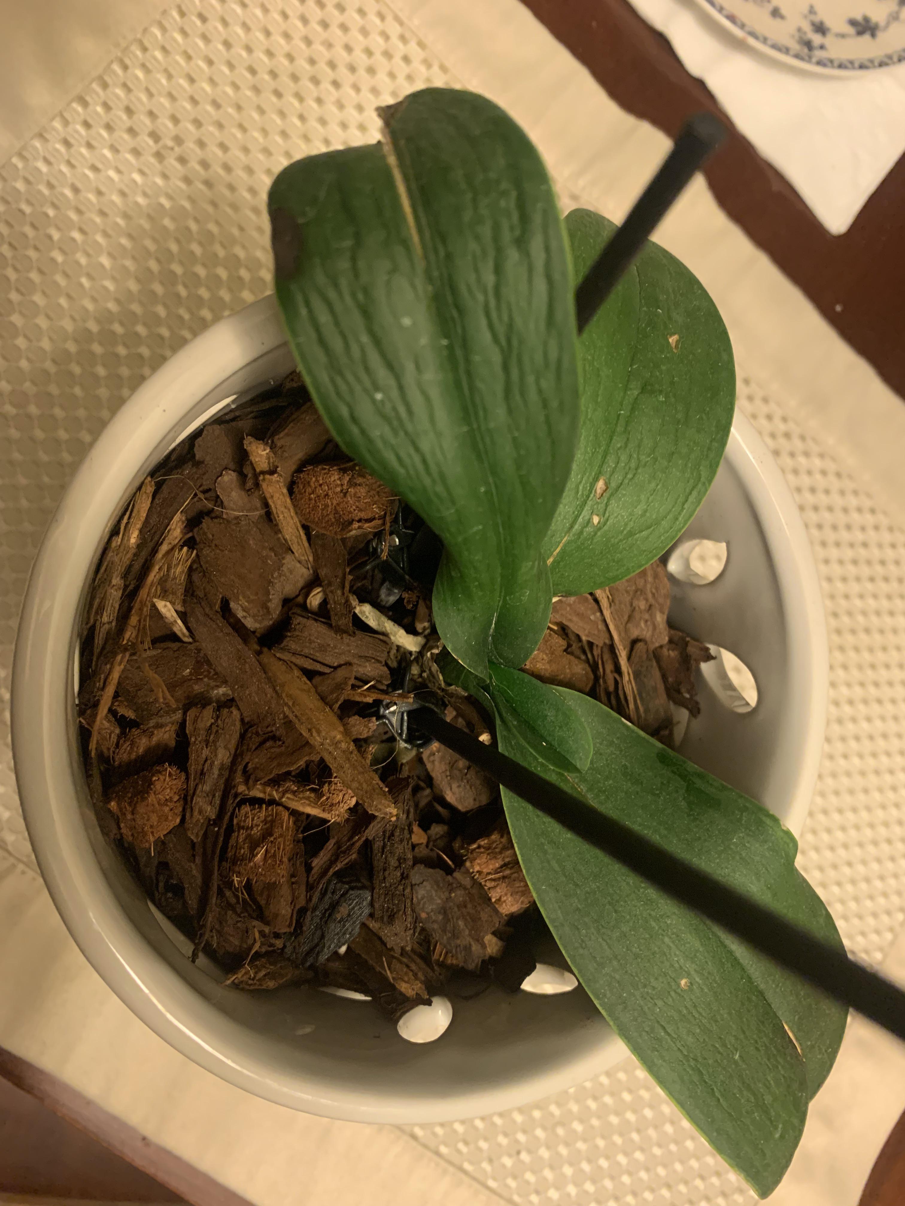 Am I under or over watering this orchid? The leaves are starting to