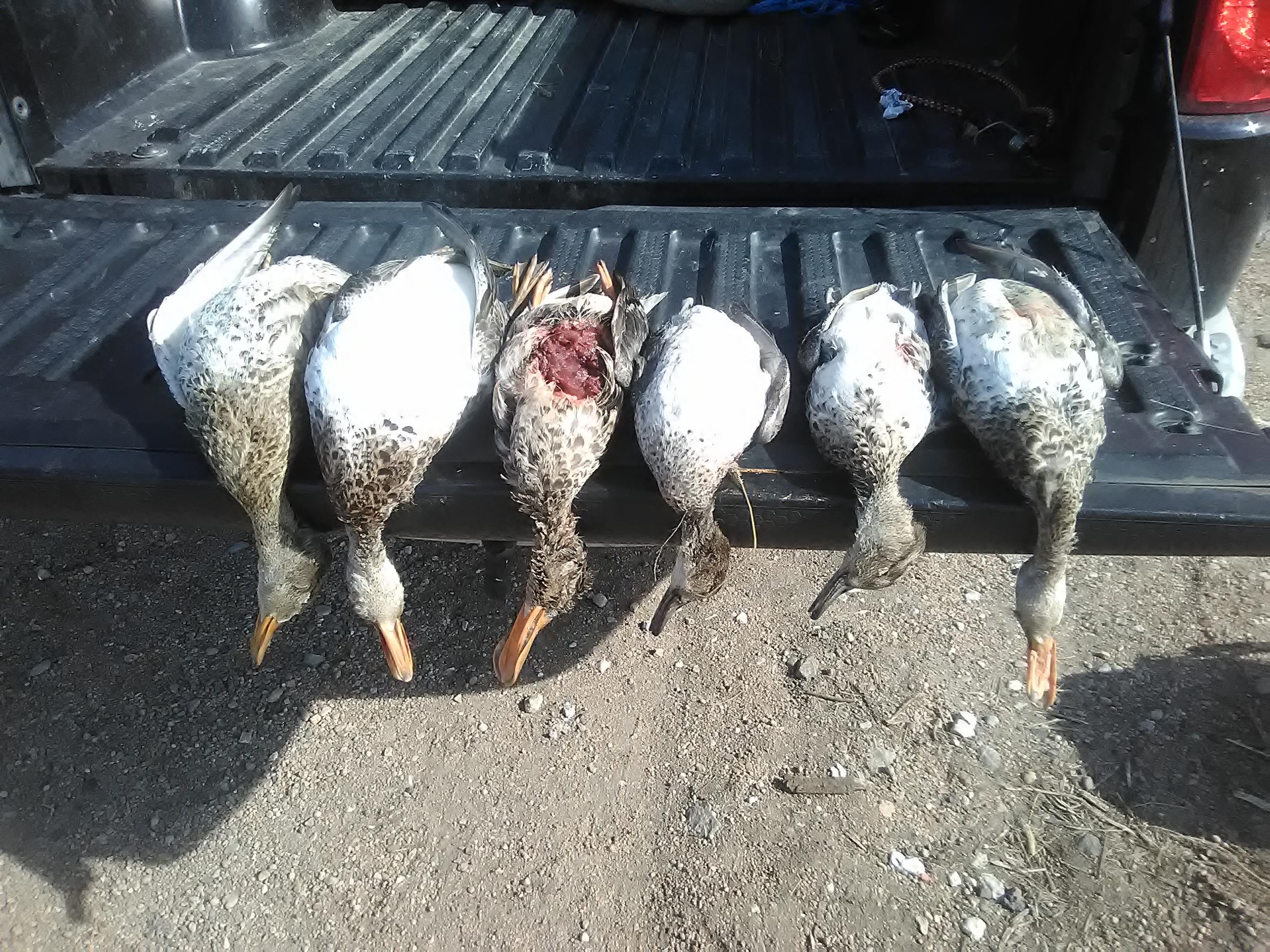 Service Dogs Got Your Six Support Dogs Therapy Dogs