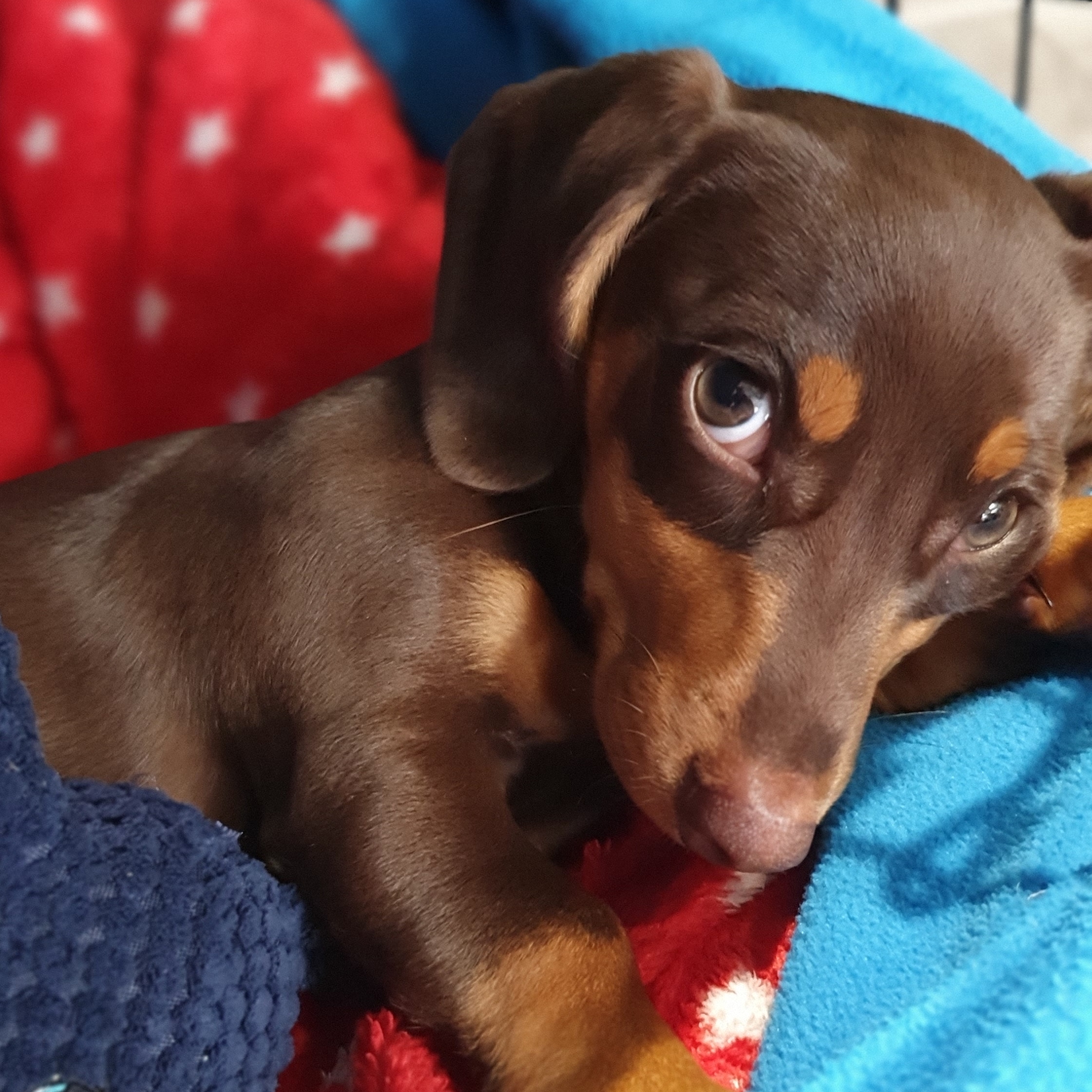 Our 3 month old miniature dachshund giving me those "please can I have
