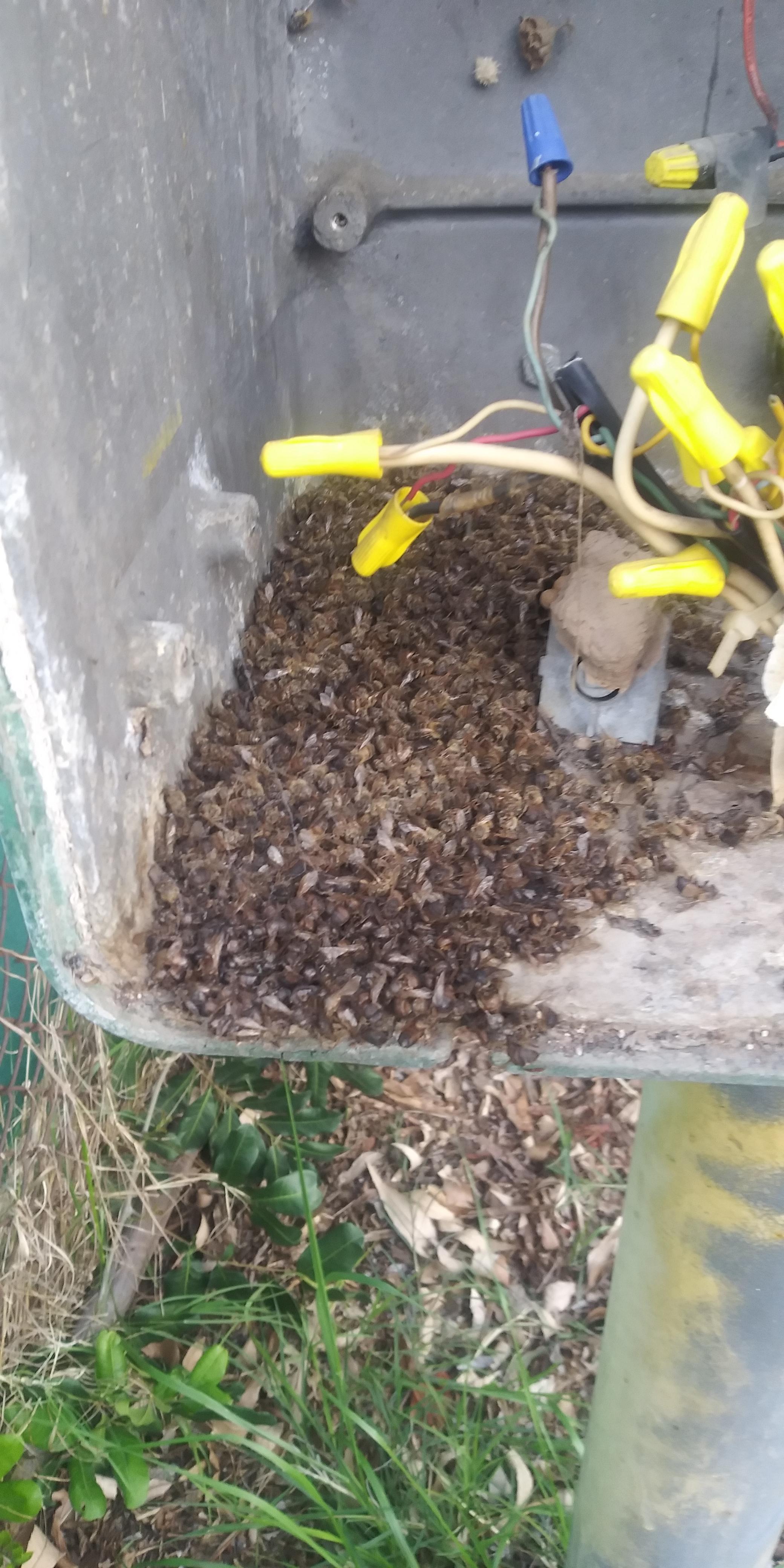 Why the hell did i find a bunch of dead bees in an electrical box?? Can