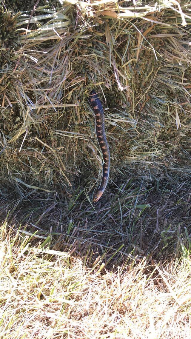 This snake that got caught in the hay baler. r/mildlyinteresting