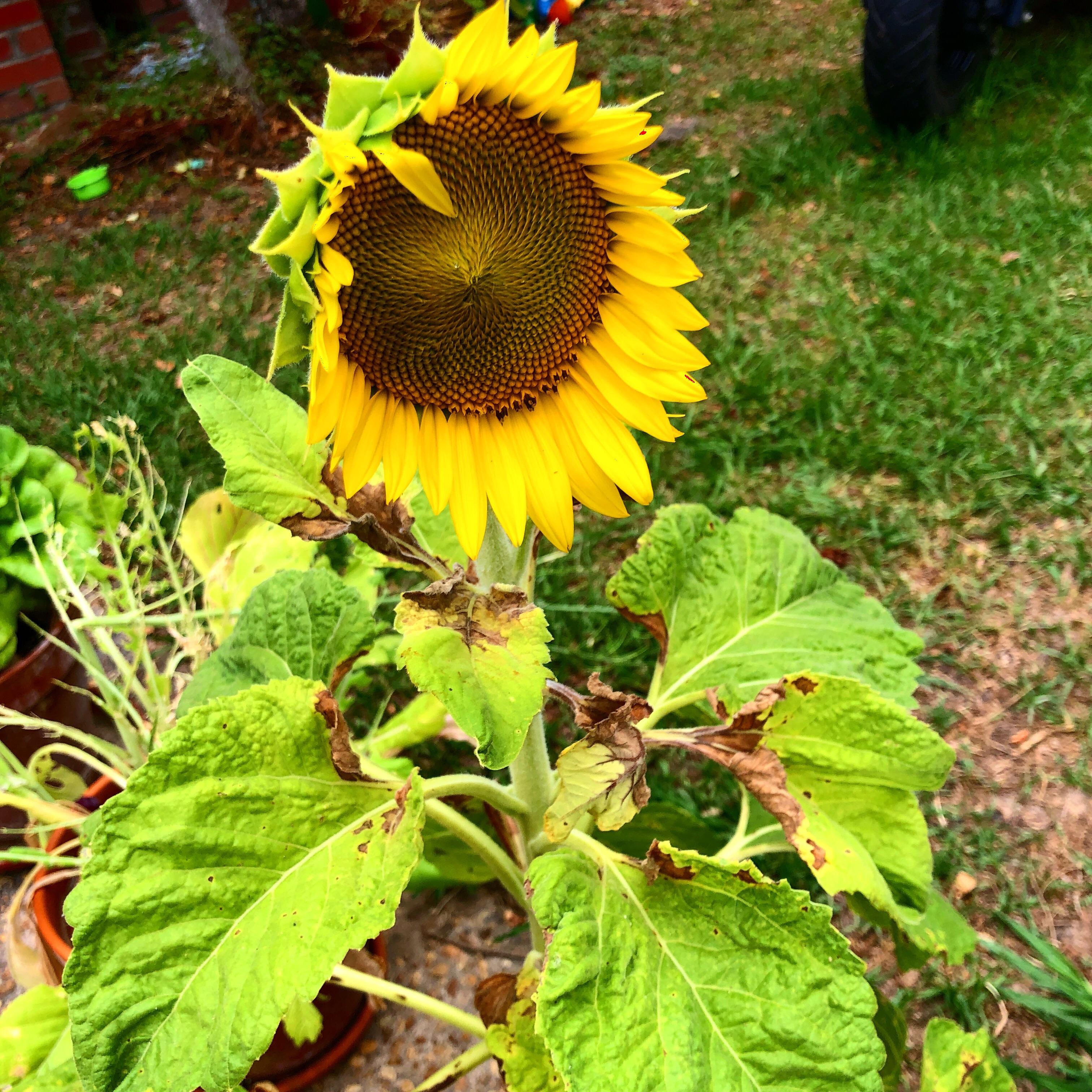 I grew this from seed and it’s finally blooming! My dwarf sunflower r