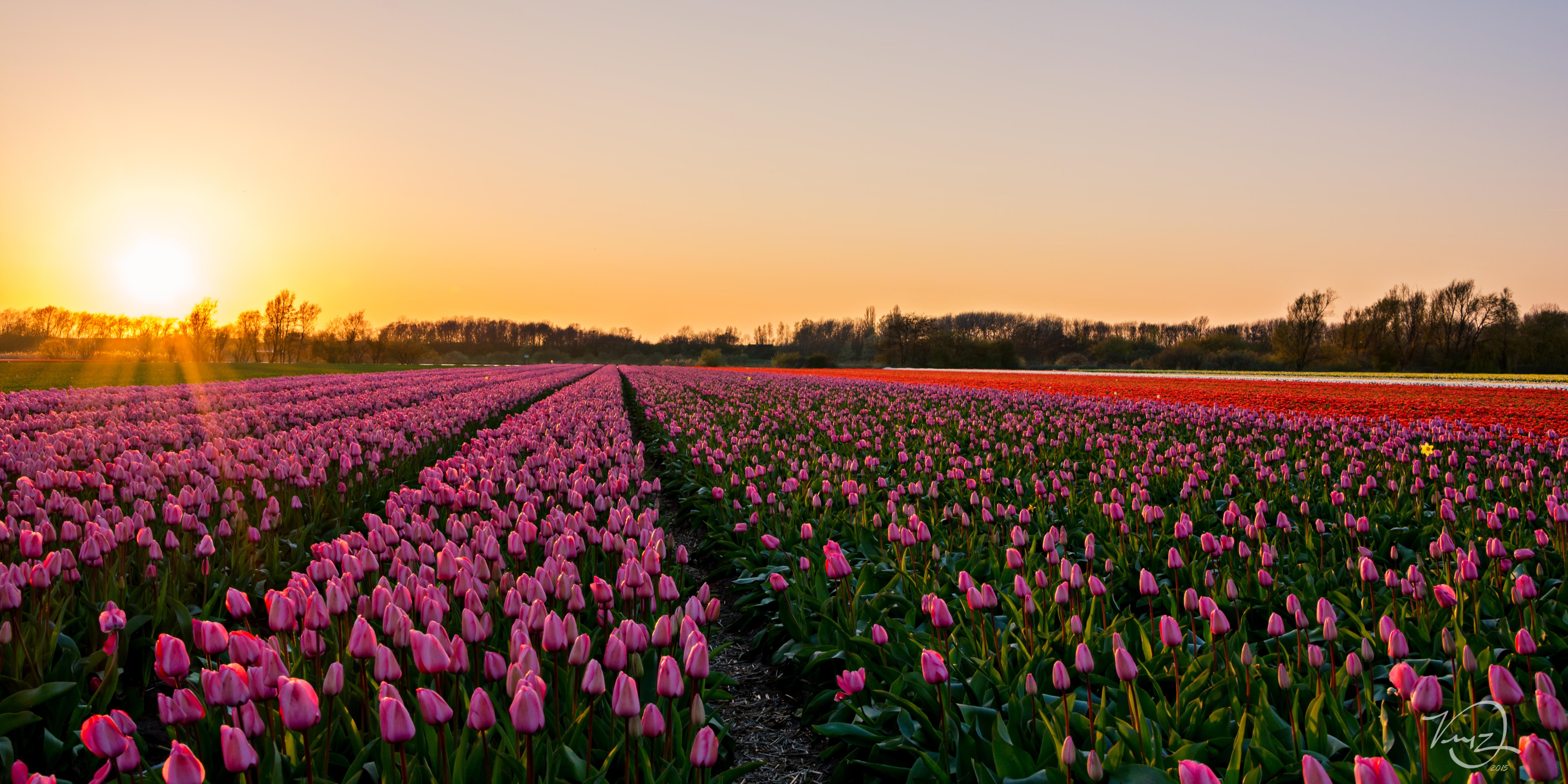 A beautiful field of tulips in Holland, Netherlands! r/pics