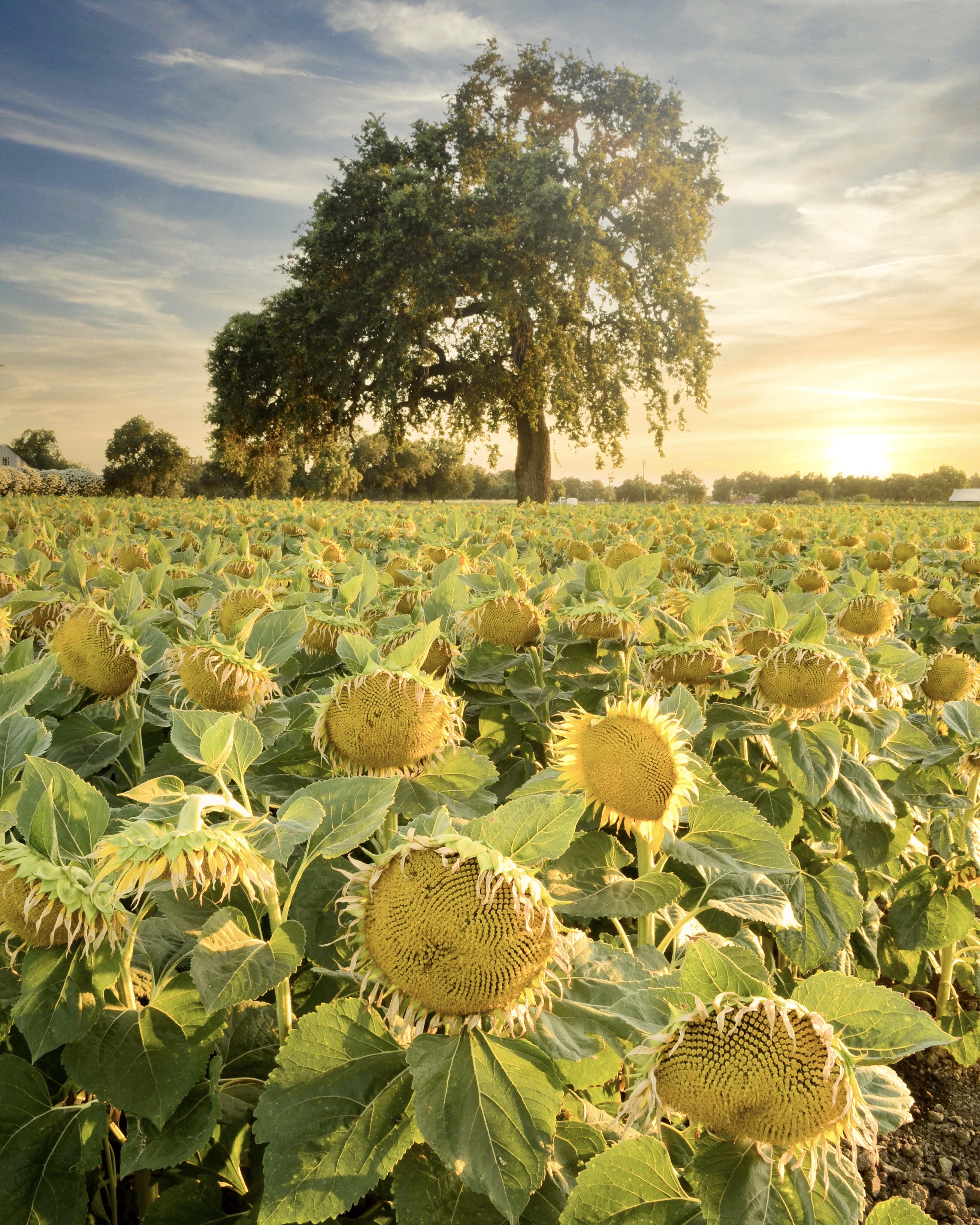 Woodland Sunflower Fields r/Sacramento