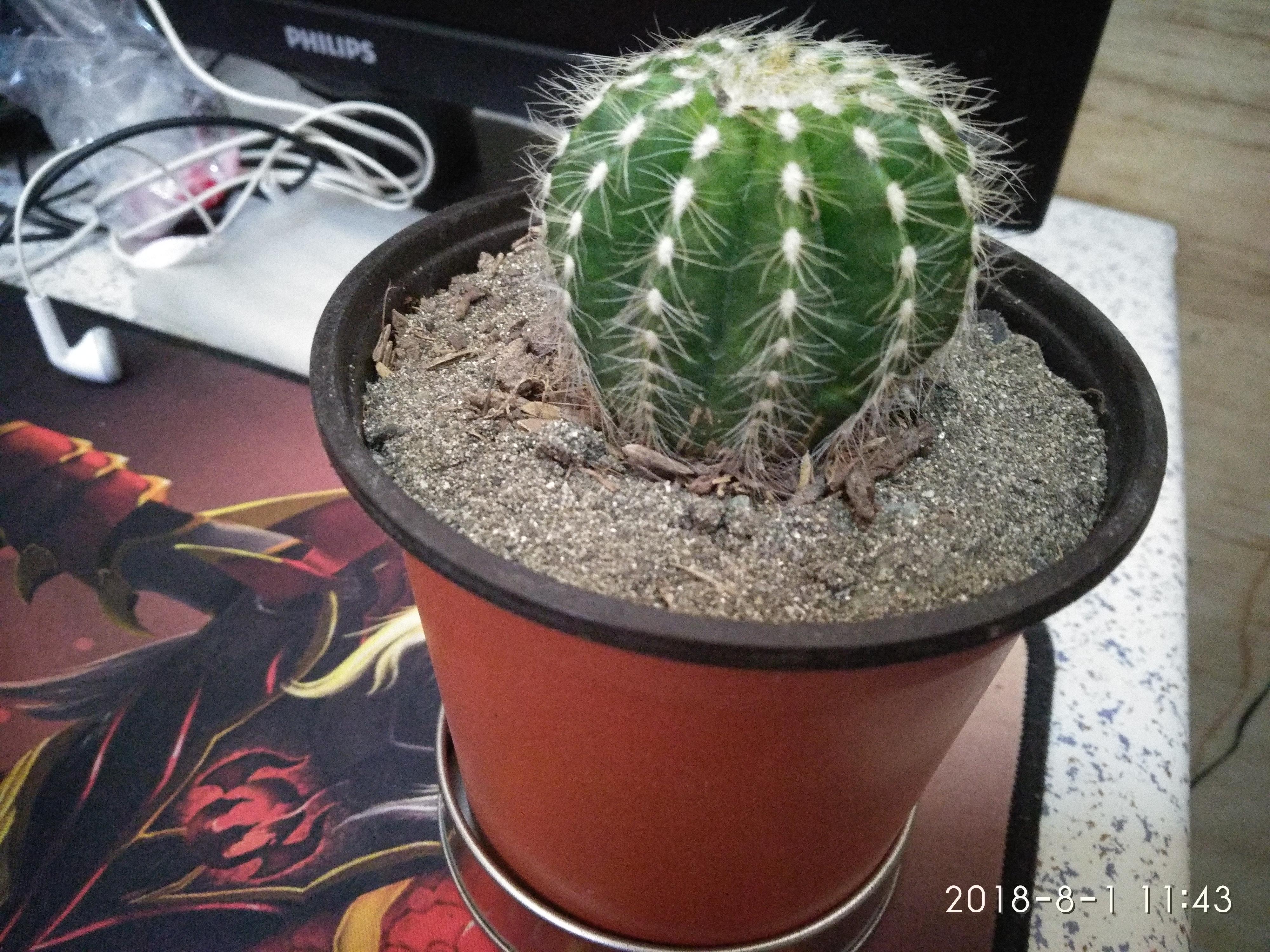 Hello everyone, can you please identify my cactus so I can google how to properly take care of