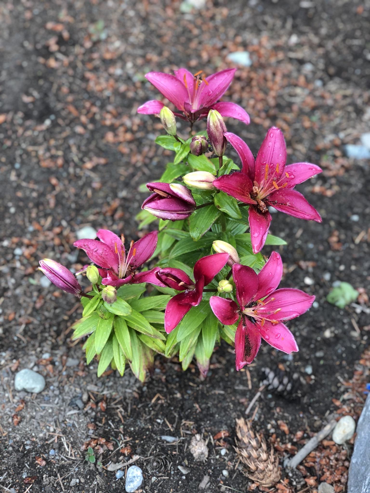 These flowers have been coming back every year, would love to