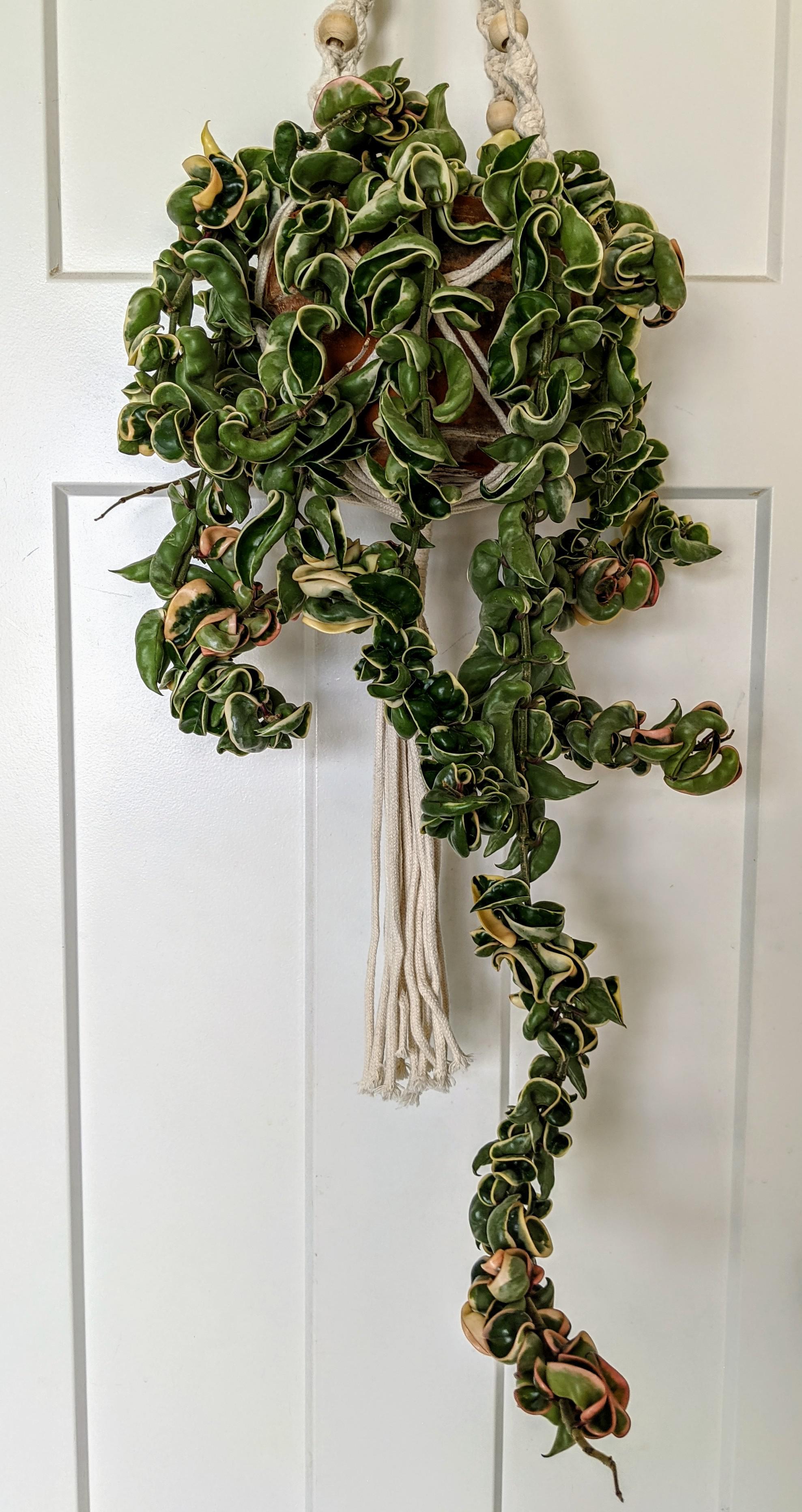 My Variegated Hindu Rope has really been showing off lately... houseplants