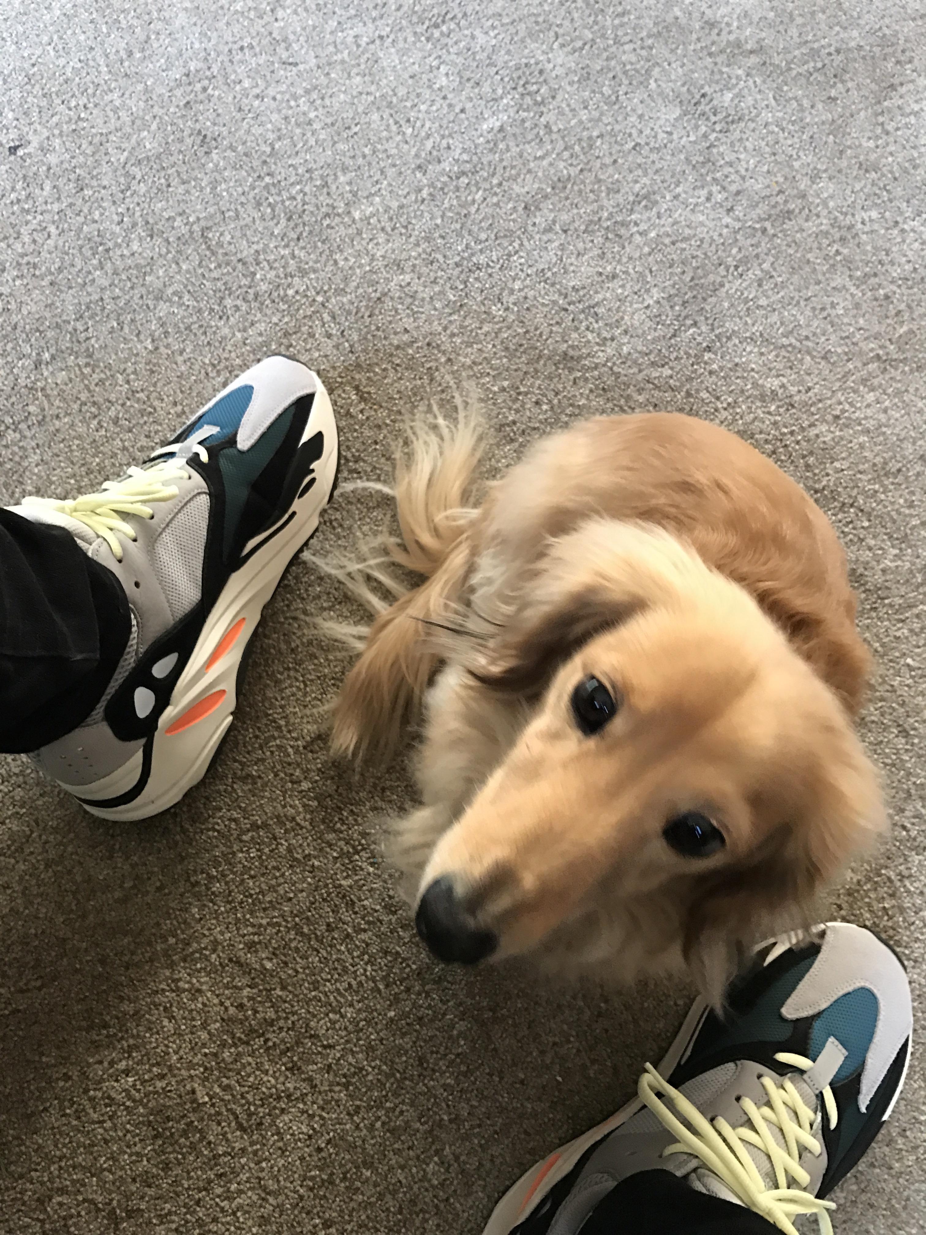Favorite sneakers and dog r/Sneakers