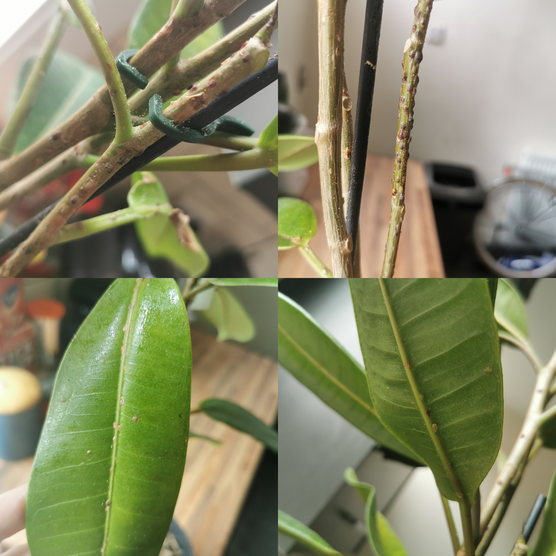 Help! This stuff is all over my rubber plant, what is it and how do I