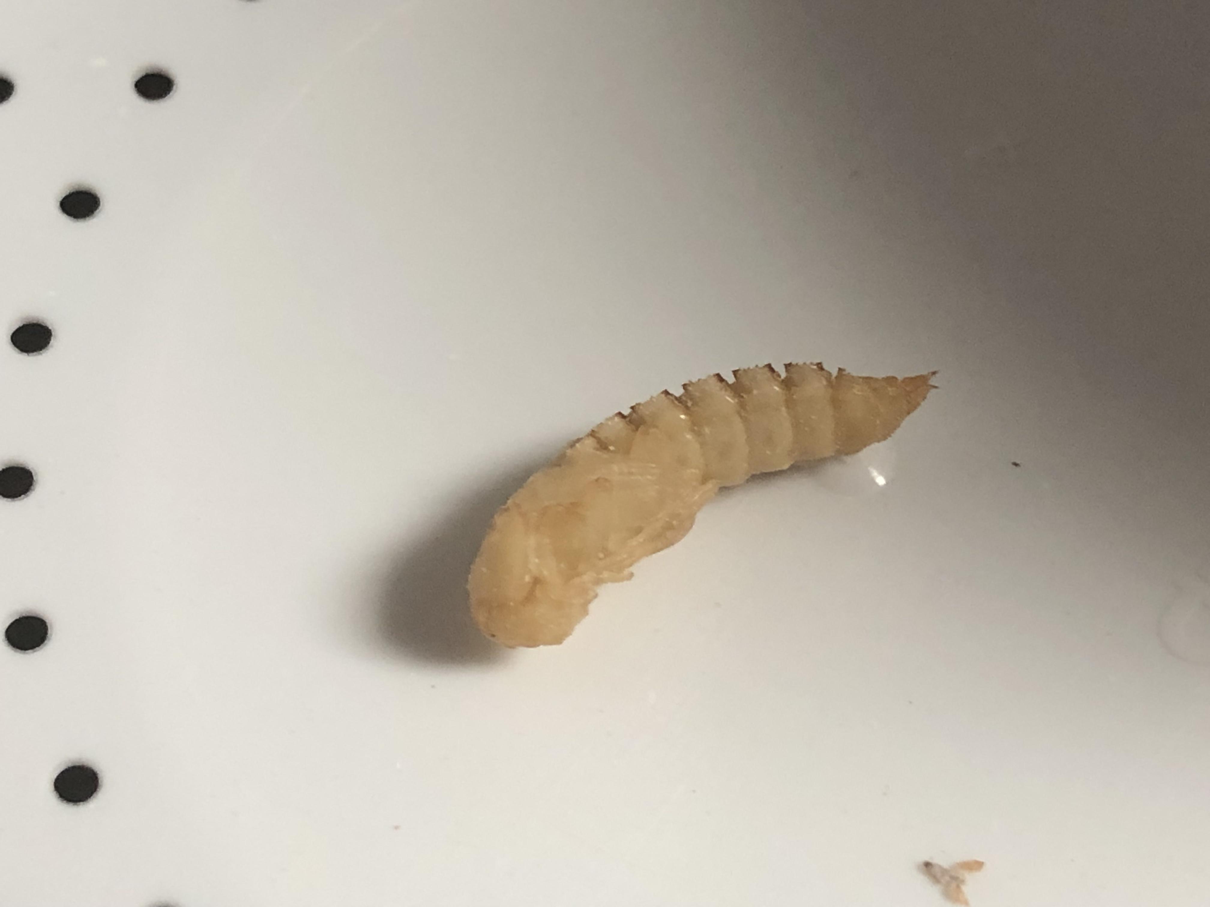 Are mealworms about to turn into Beatles safe to feed to your bearded