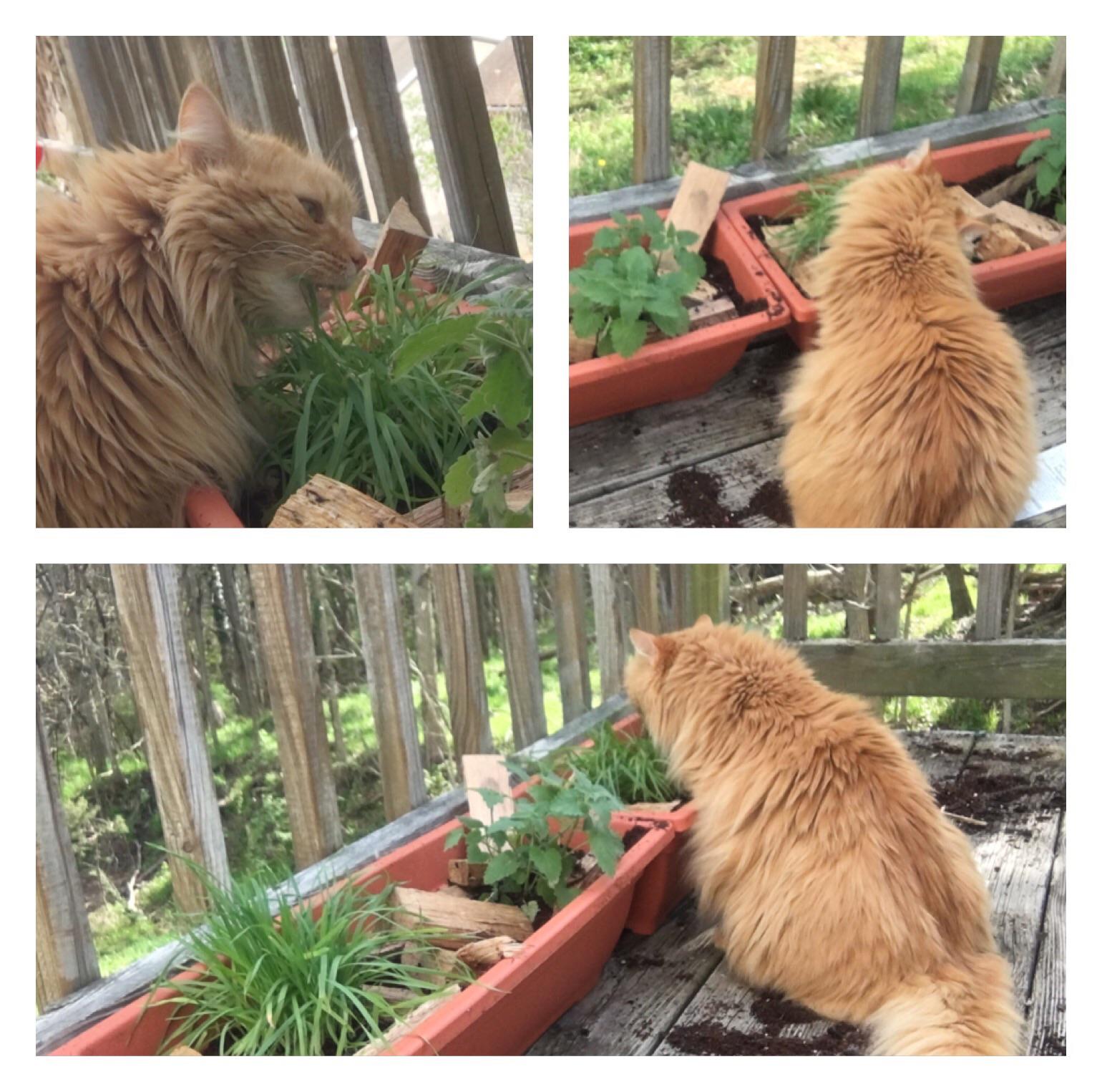My Cats Tried Catnip For The First Time gingerkitty