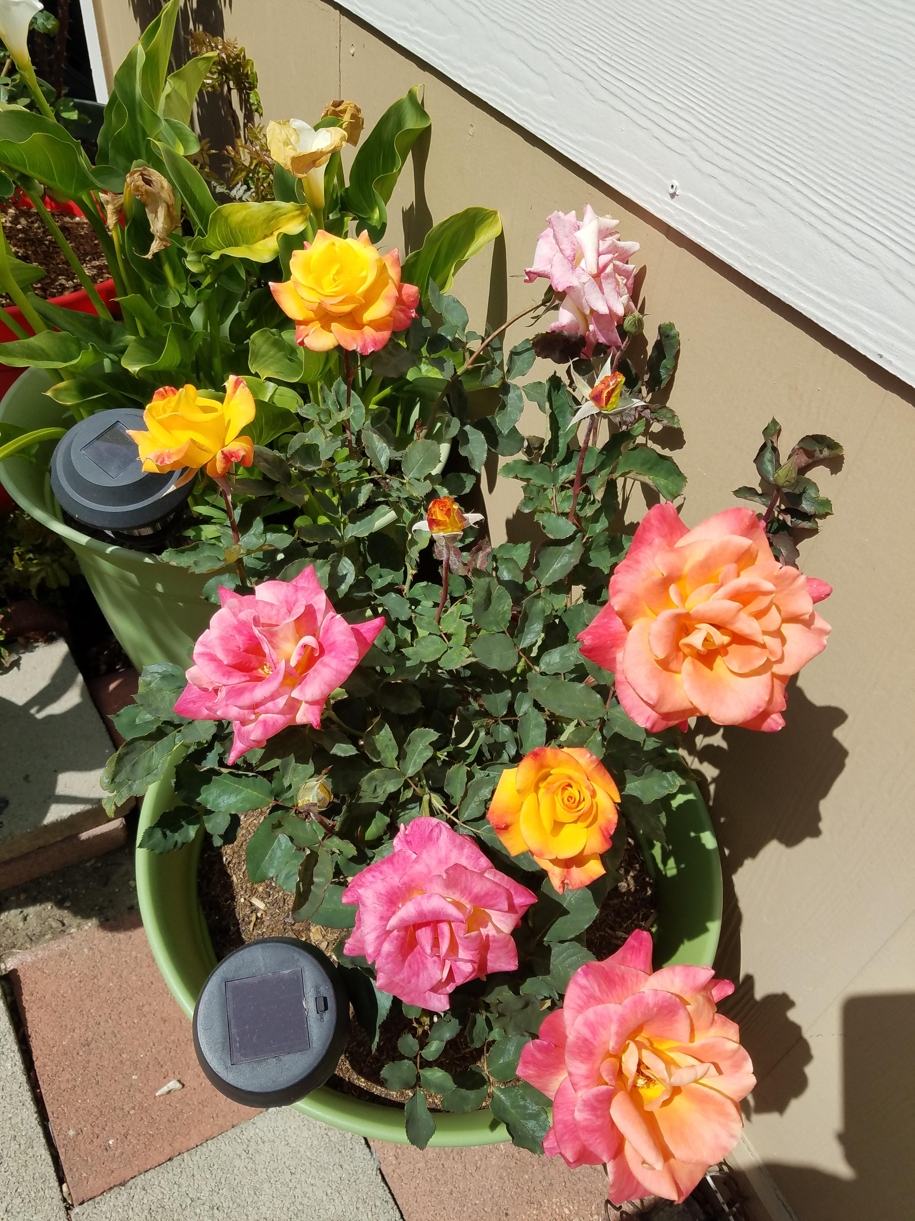 My first rose of the season Roses