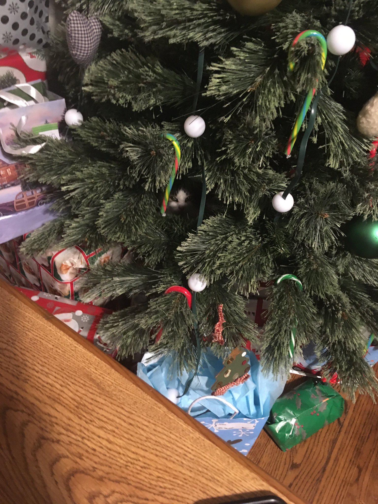 There’s a weird ornament in the tree... r/aww