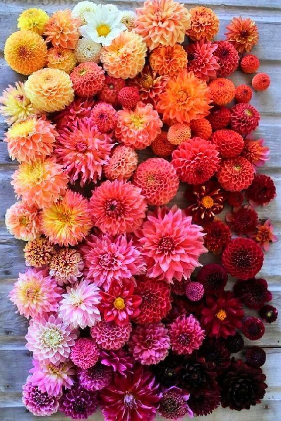 Autumn Colored Dahlia Tubers r/flowers