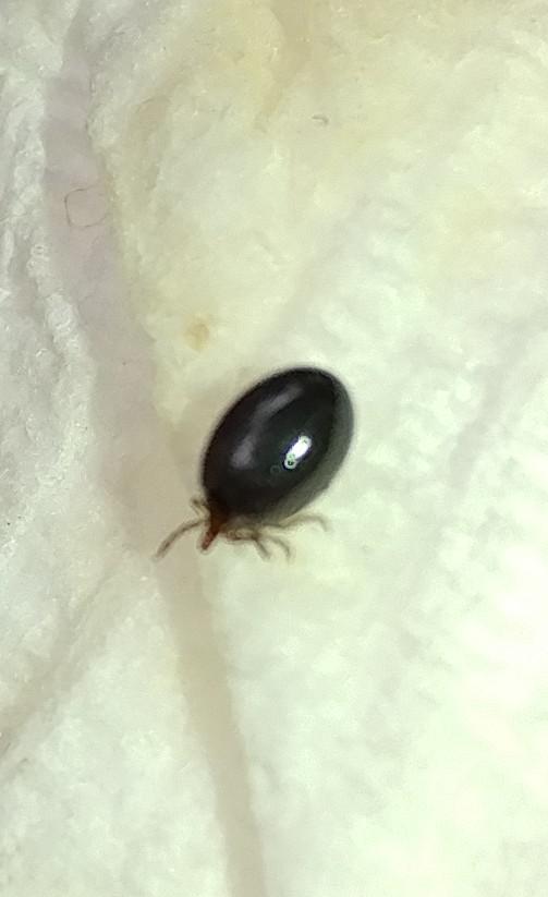 Very tiny, softbodied Tick? Western MA, USA. They plague my cat