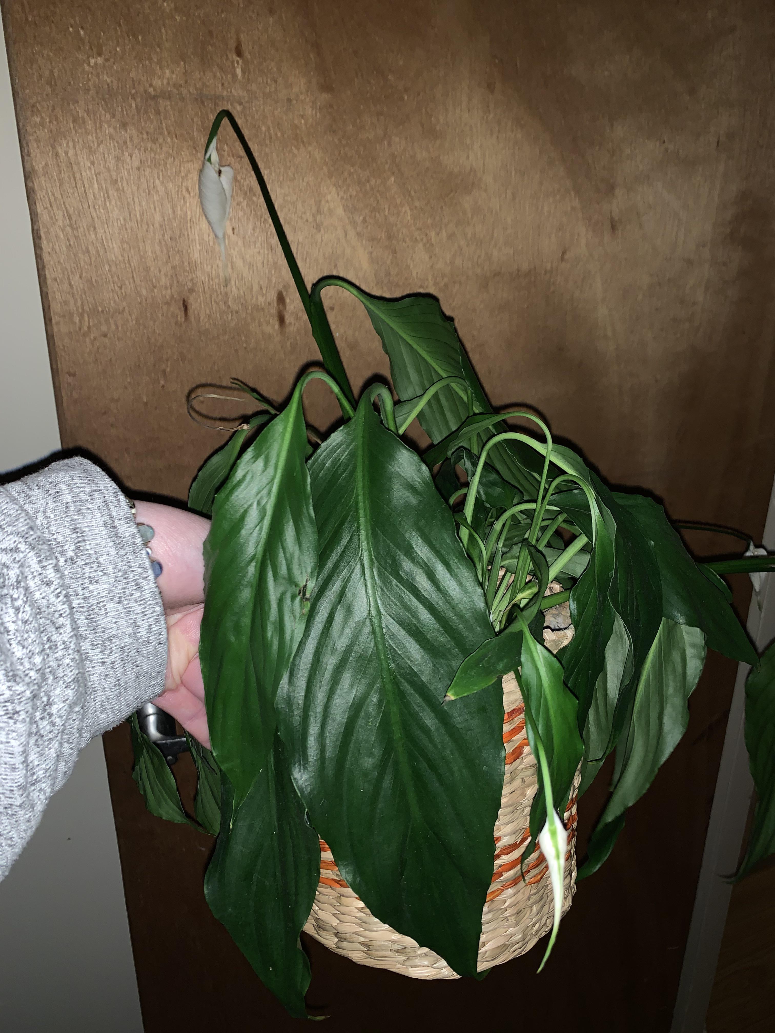 Peace Lily dying please help I went away for a few days and came back