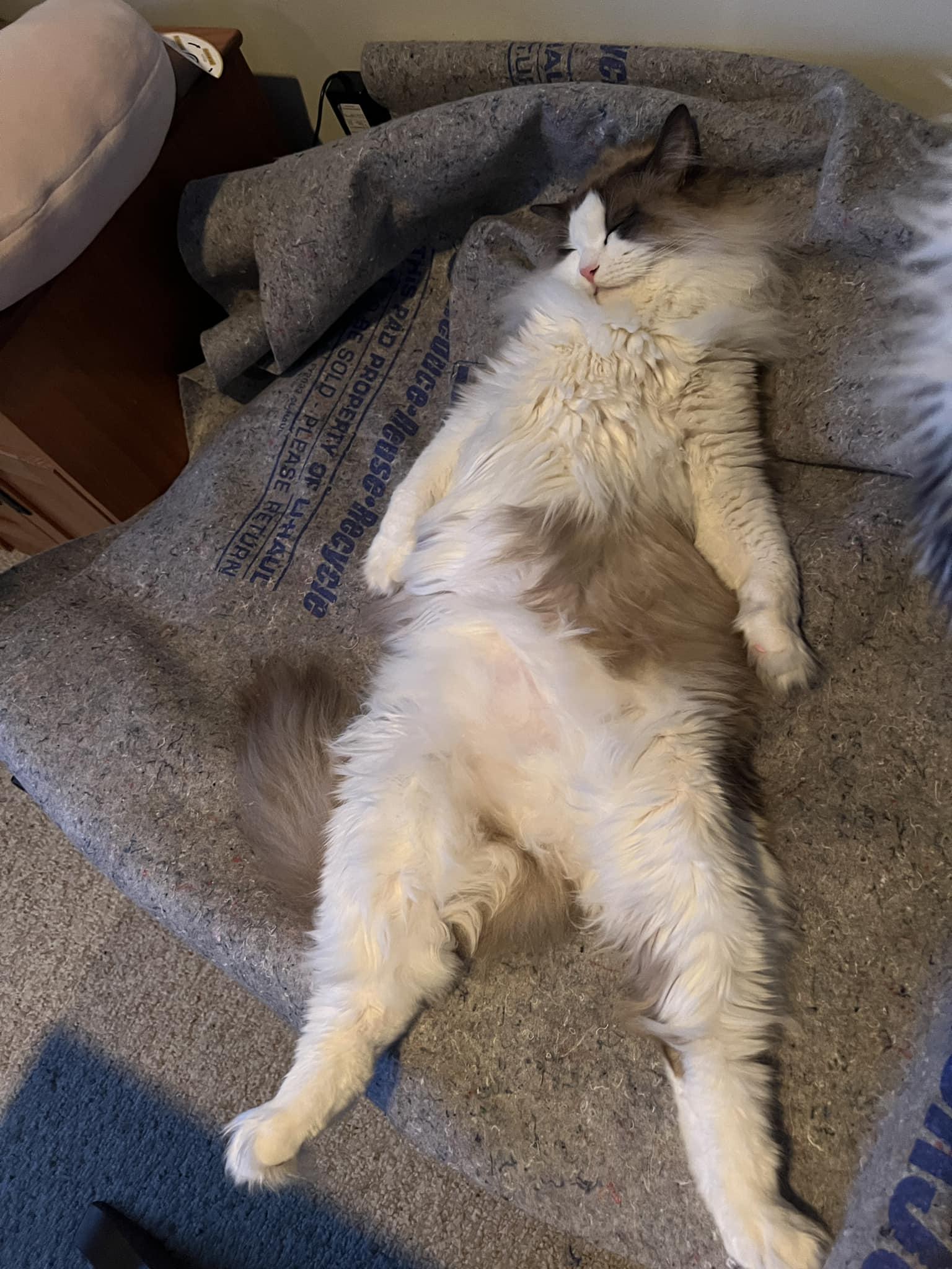 Pillow salesman "So would you say you're a back sleeper, or a side