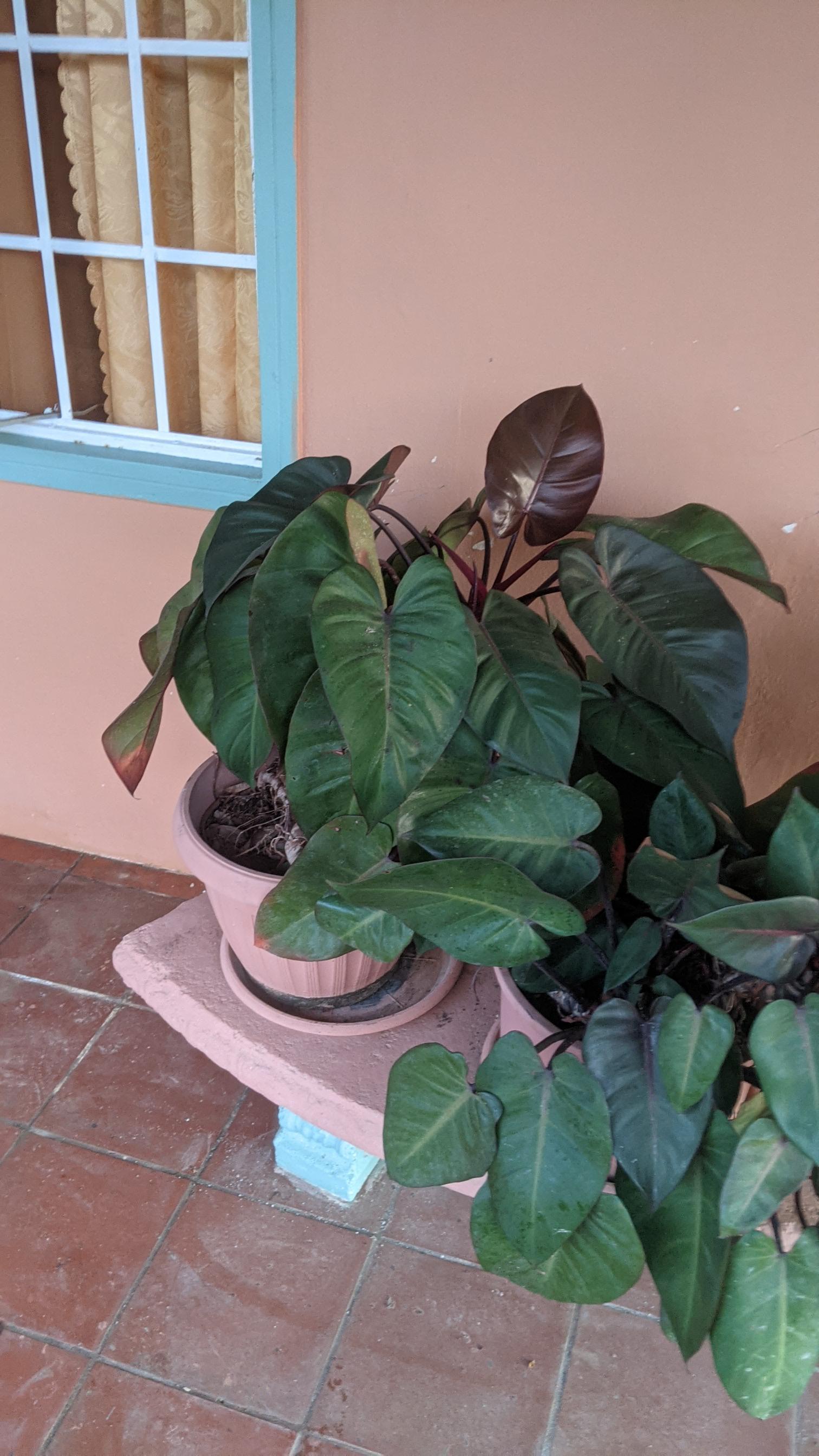 who knows how to bring plants back into the US? Can I just declare it