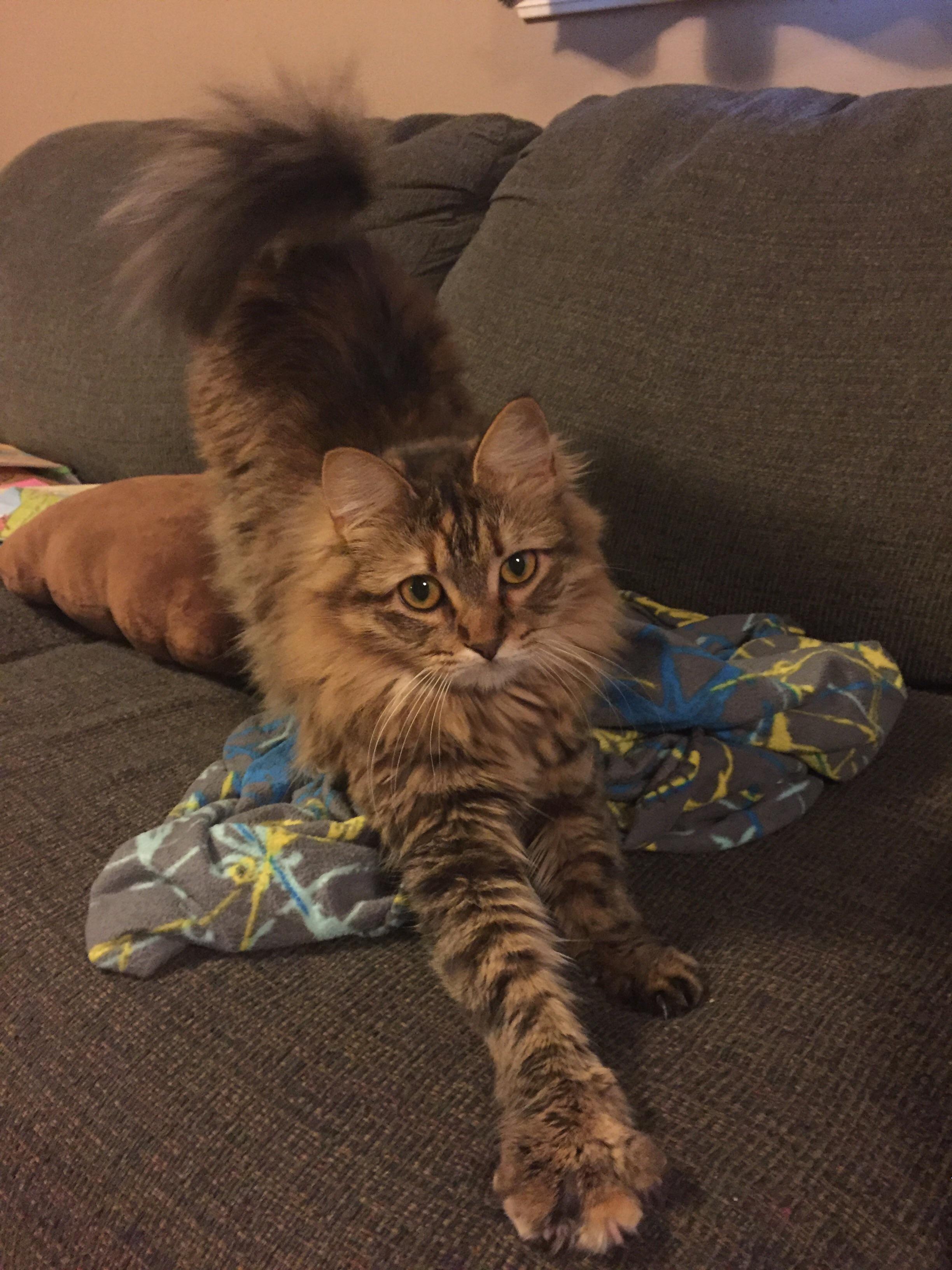 Lucy, our beautiful special needs Maine coon, stretching after a short