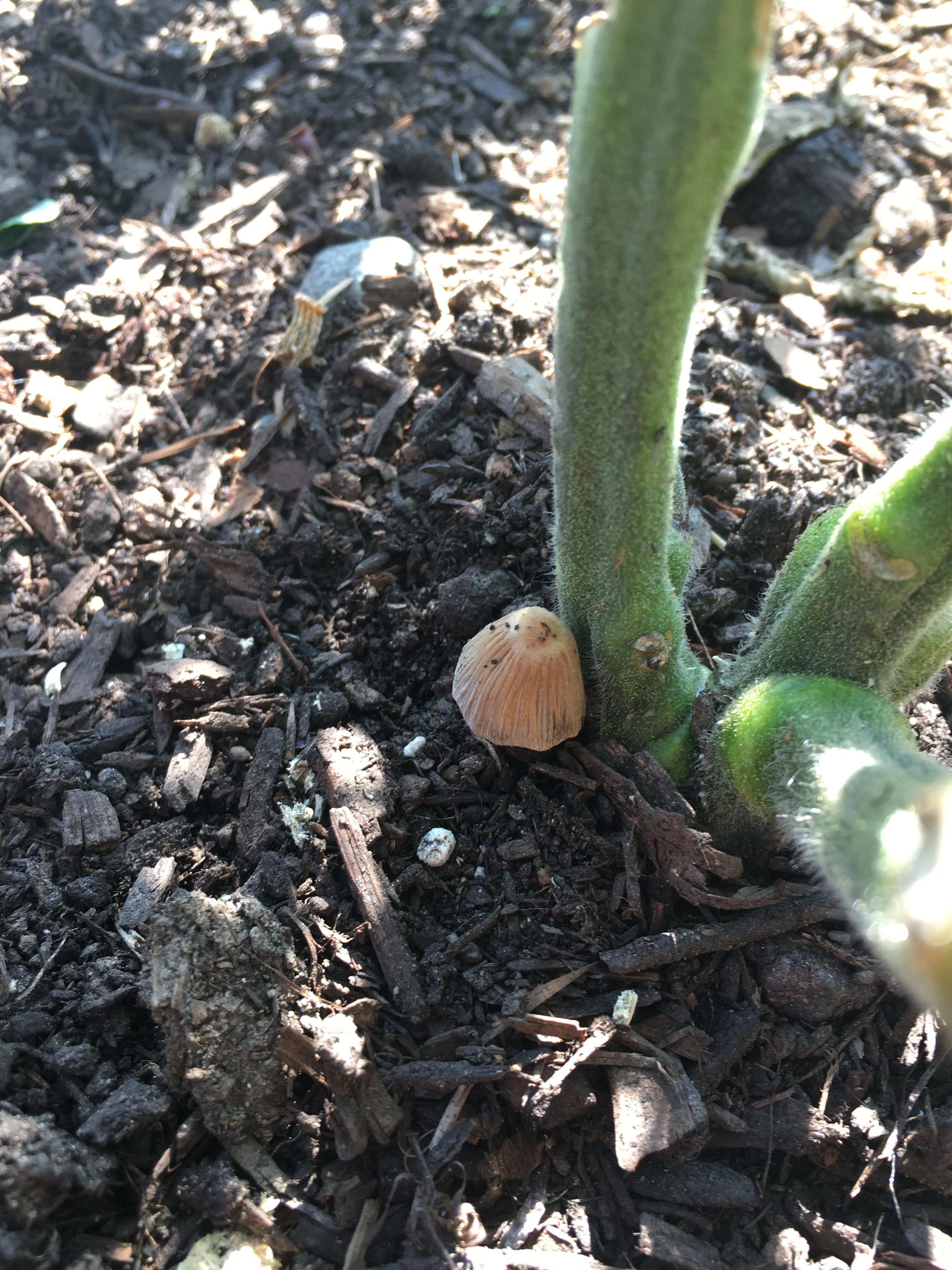Found at the bottom of my tomato plant. Should I be worried? We’ve had