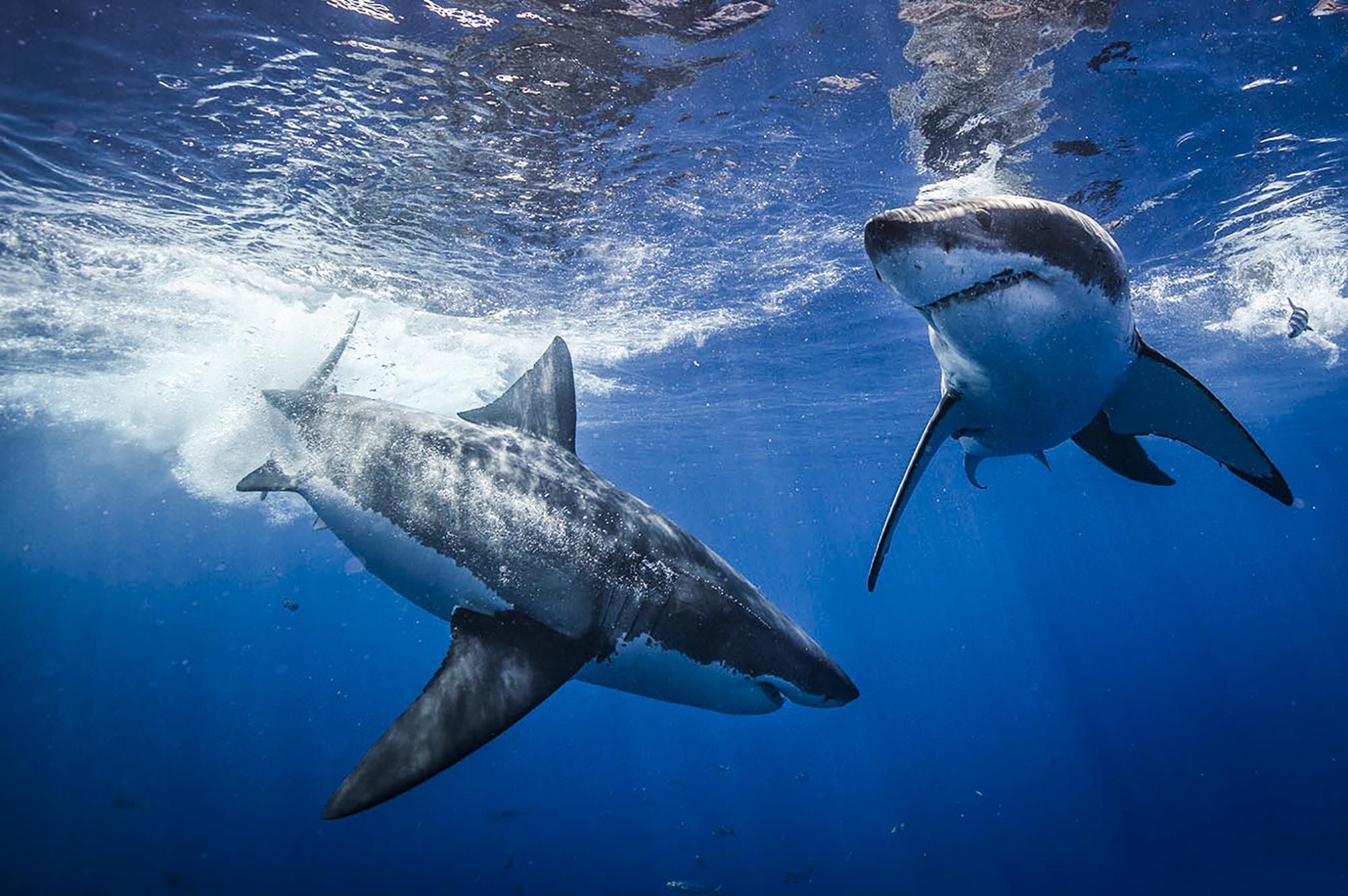 Great Whites hunting in pairs could it be??? r/sharks
