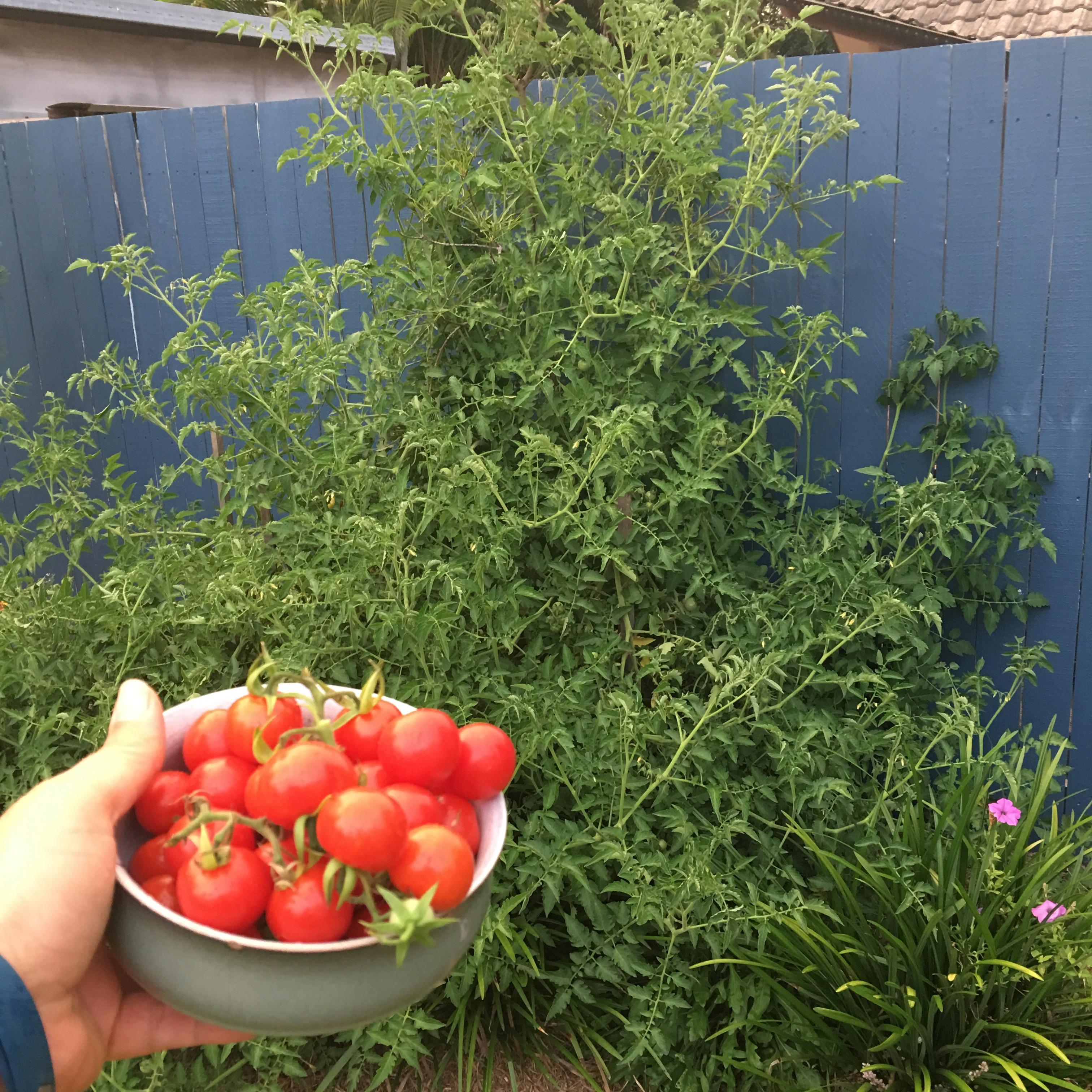 Today’s daily harvest from a wild tomato plant that has grown up using
