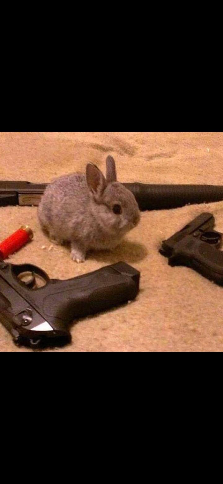 Gunny, the fluffy Master of guns and rabbits r/Bossfight