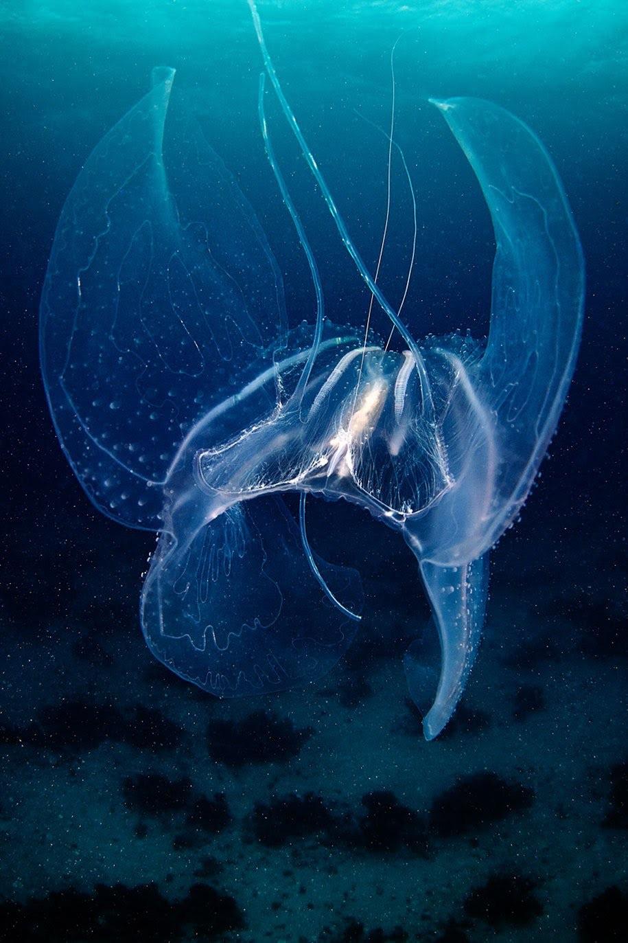 🔥 A deep sea jelly fish that looks like a Mantaray exoskeleton