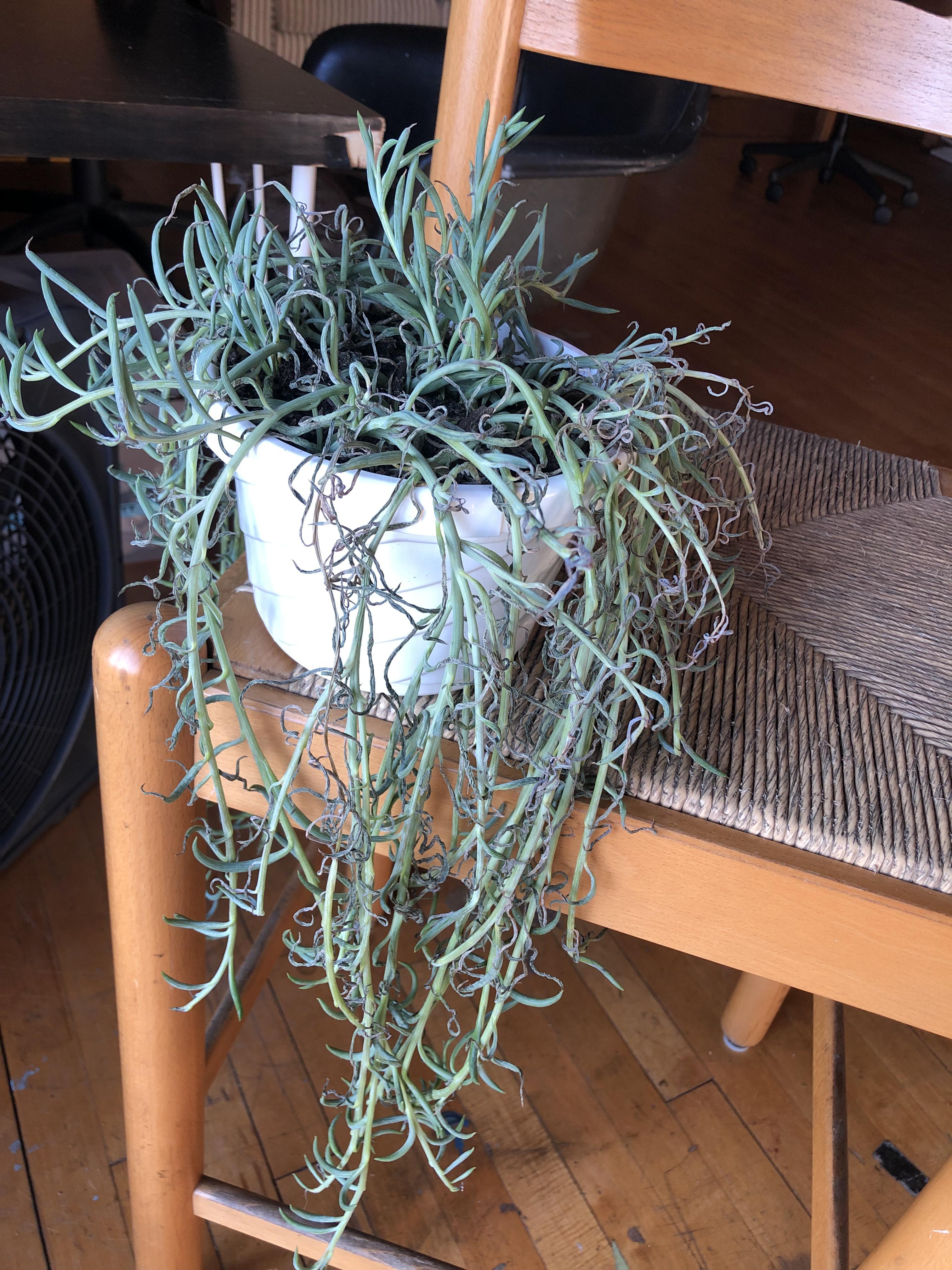 My fish hook plant is dying and I don’t know what to do r/houseplants