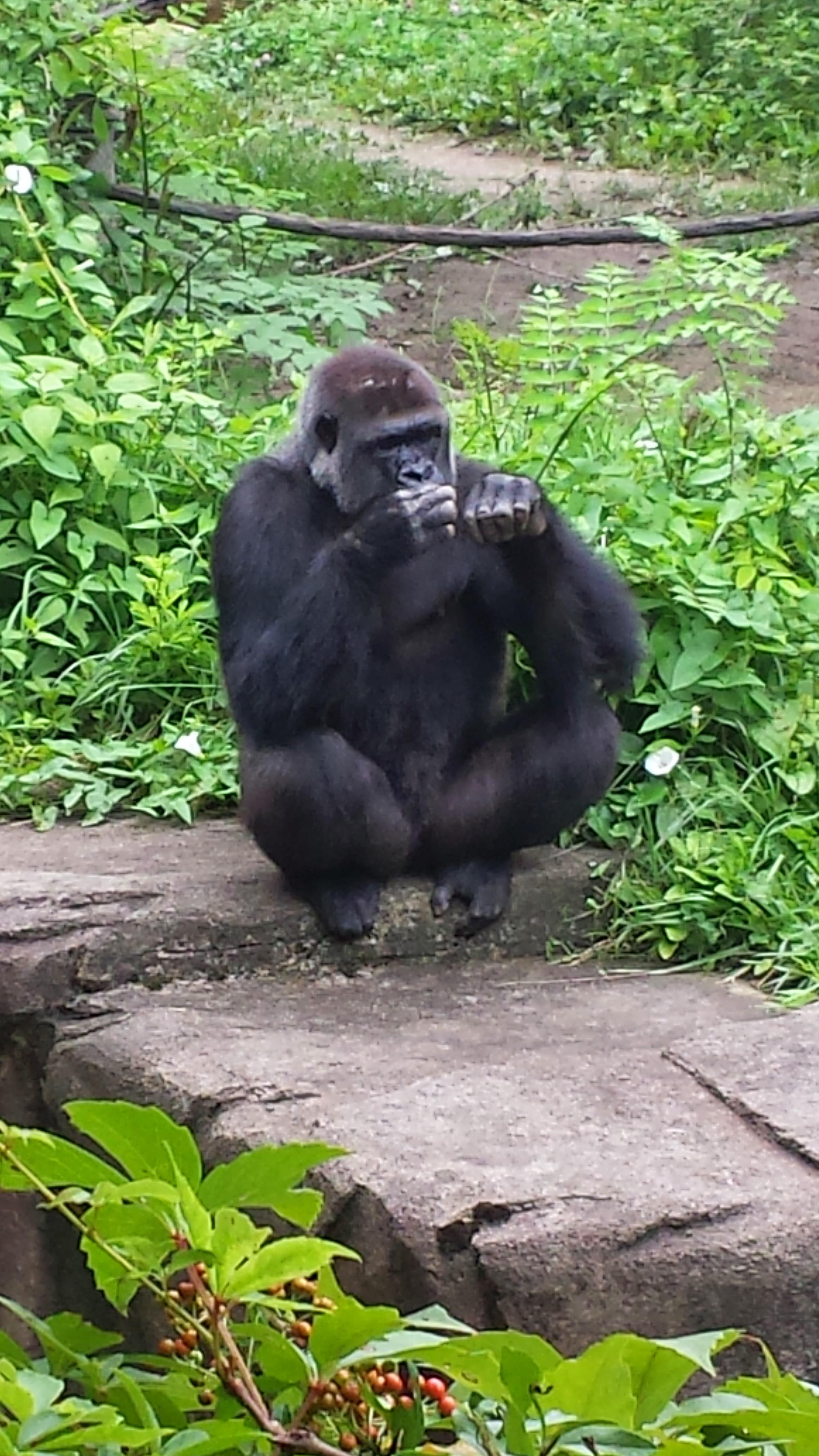 Noticed I had pic of Harambe, from a visit to the Cincinnati Zoo 2014